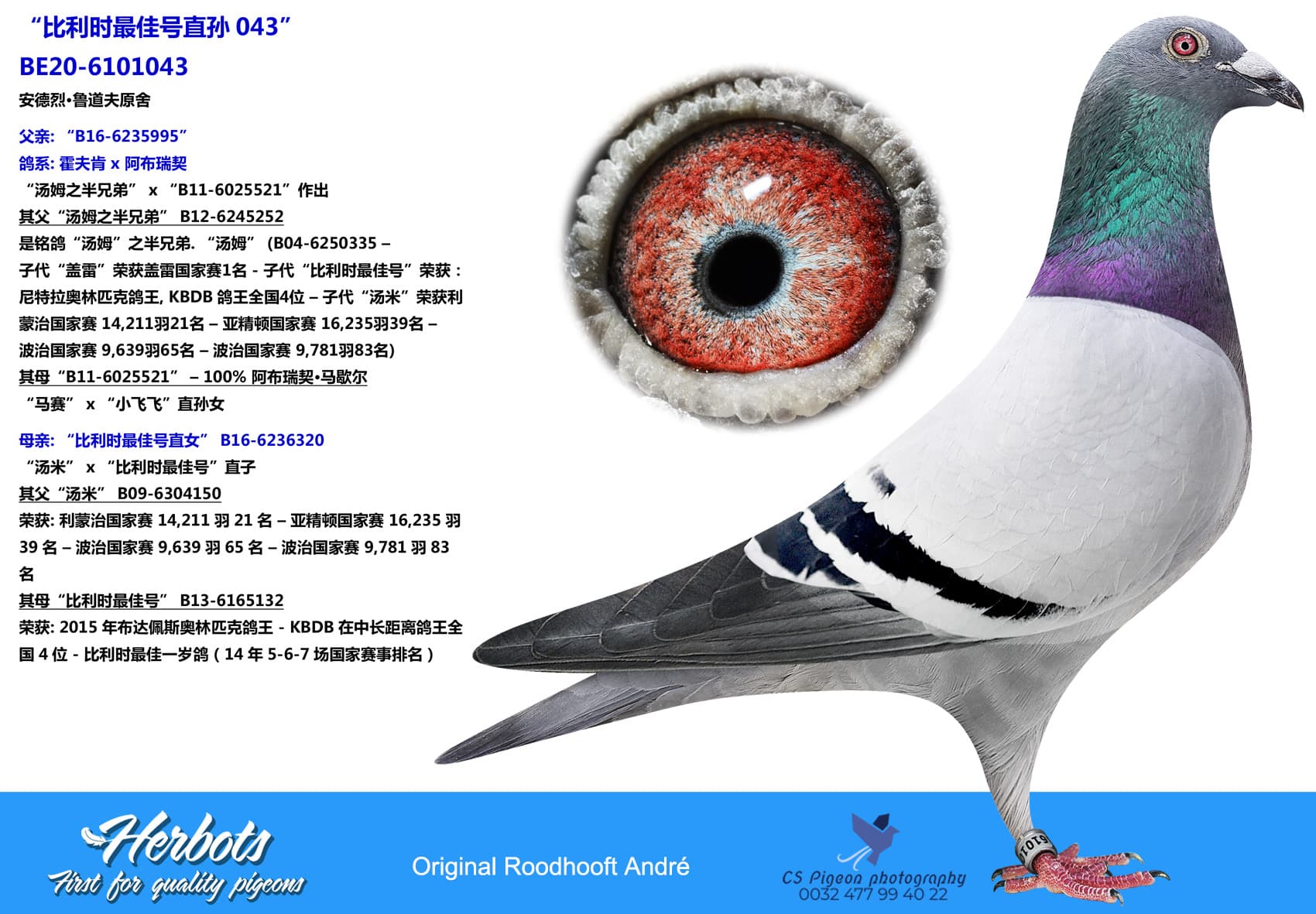 pigeon: “比利时最佳号直孙043