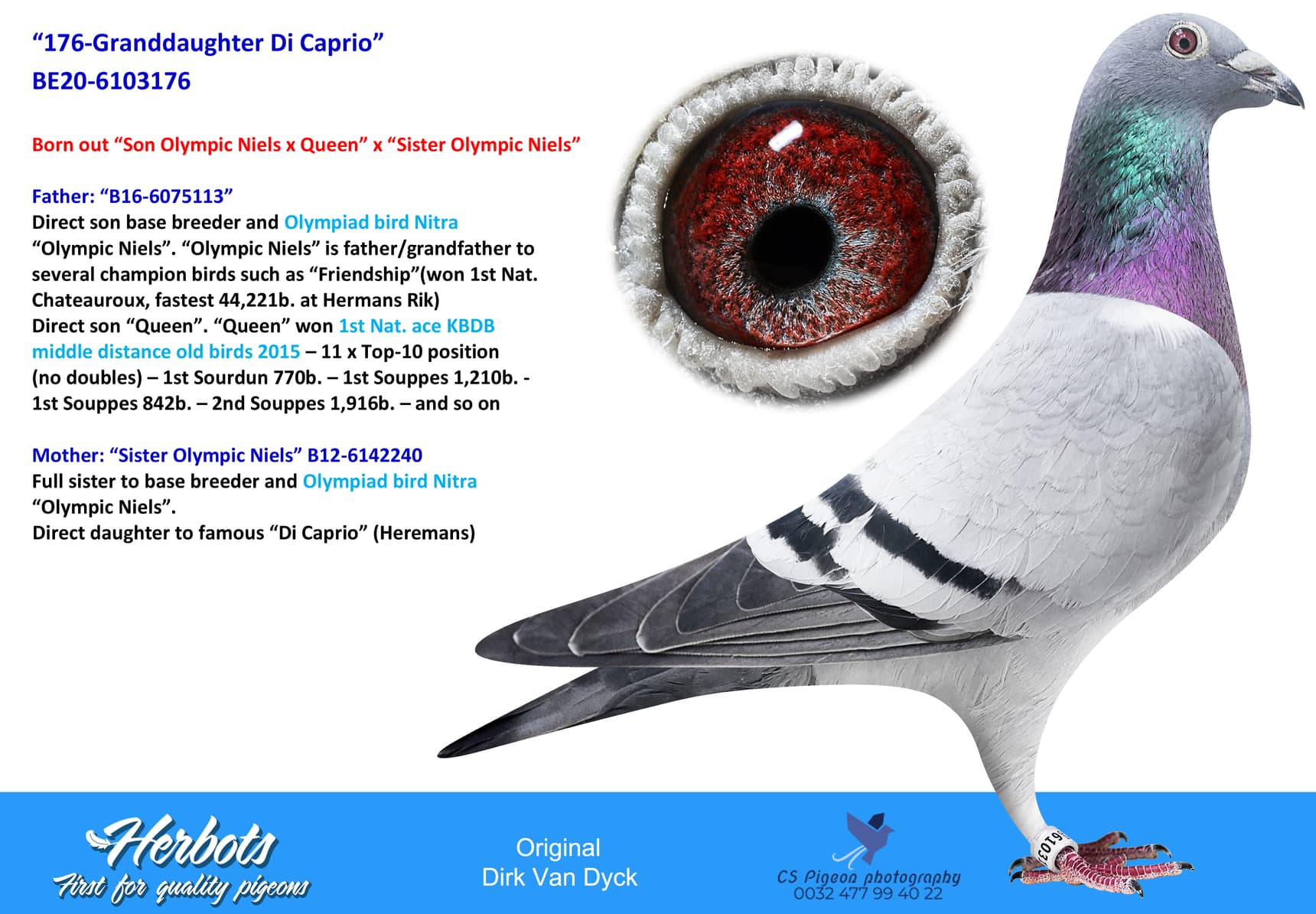 pigeon: “176-Granddaughter Di Caprio”