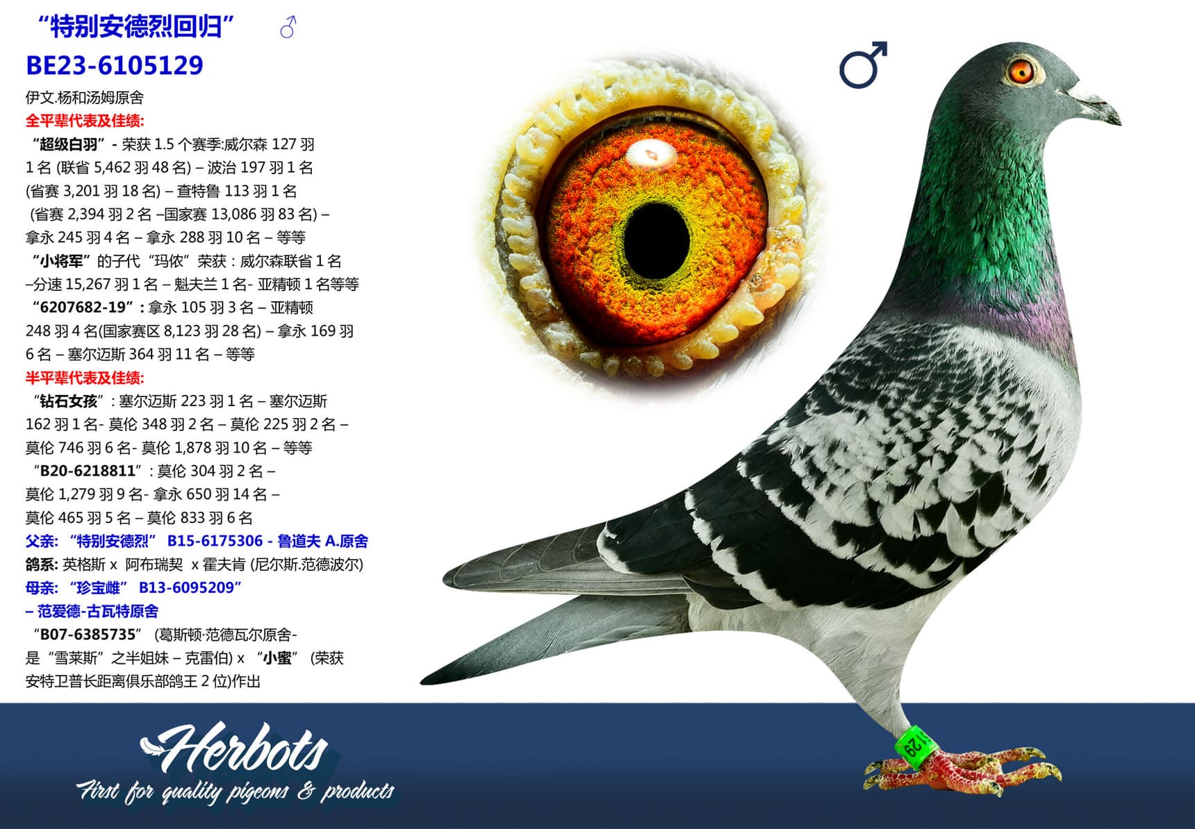 pigeon: undefined