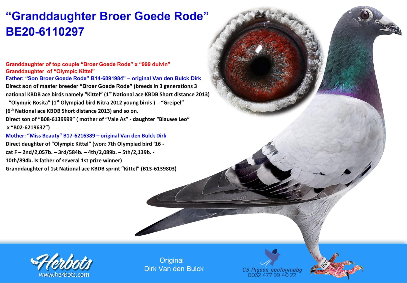 pigeon: undefined