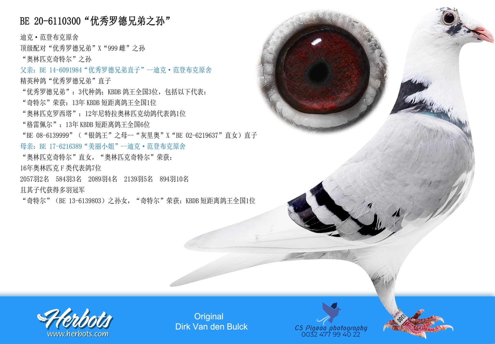 pigeon: “好红号兄弟之孙”