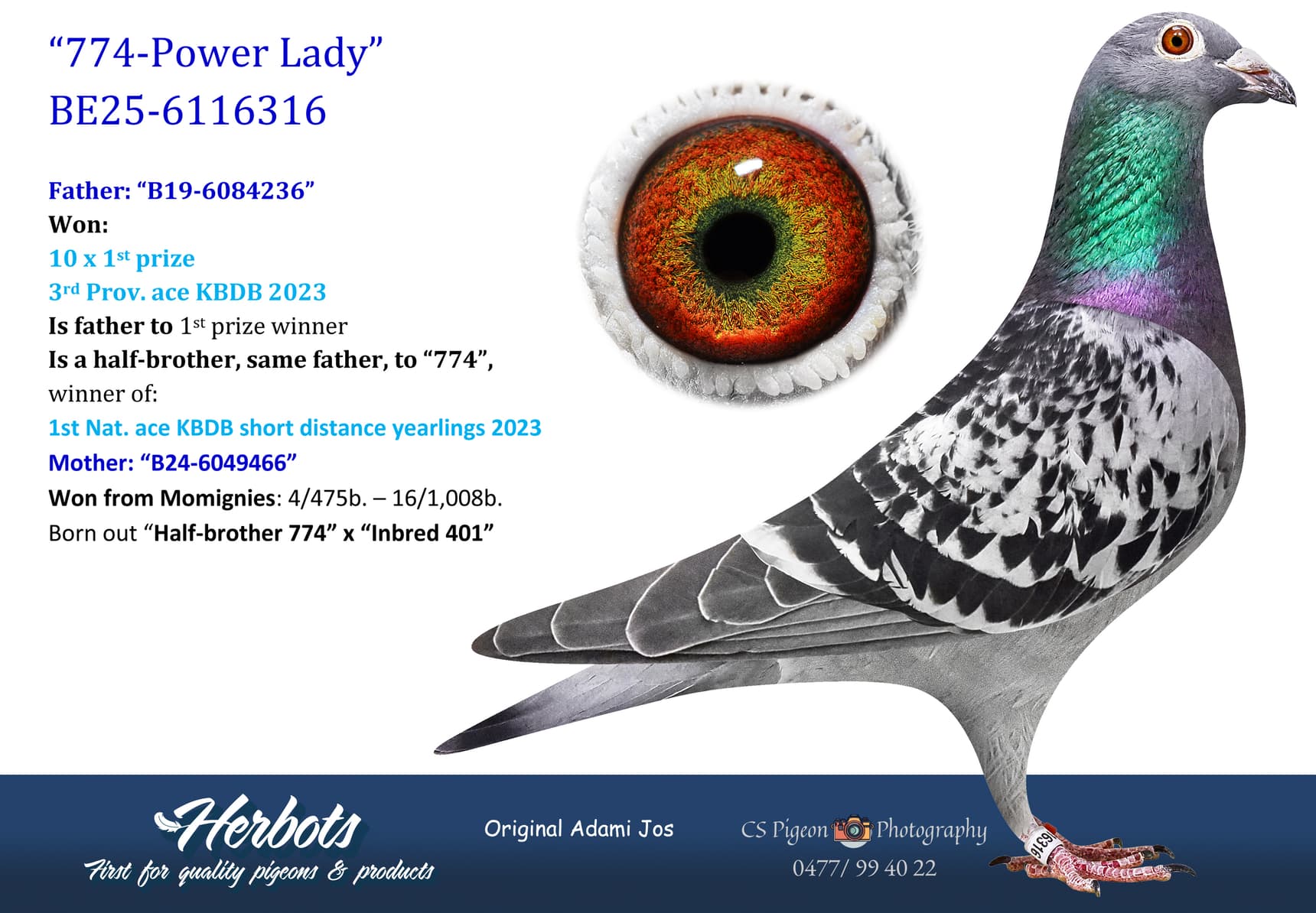 pigeon: undefined