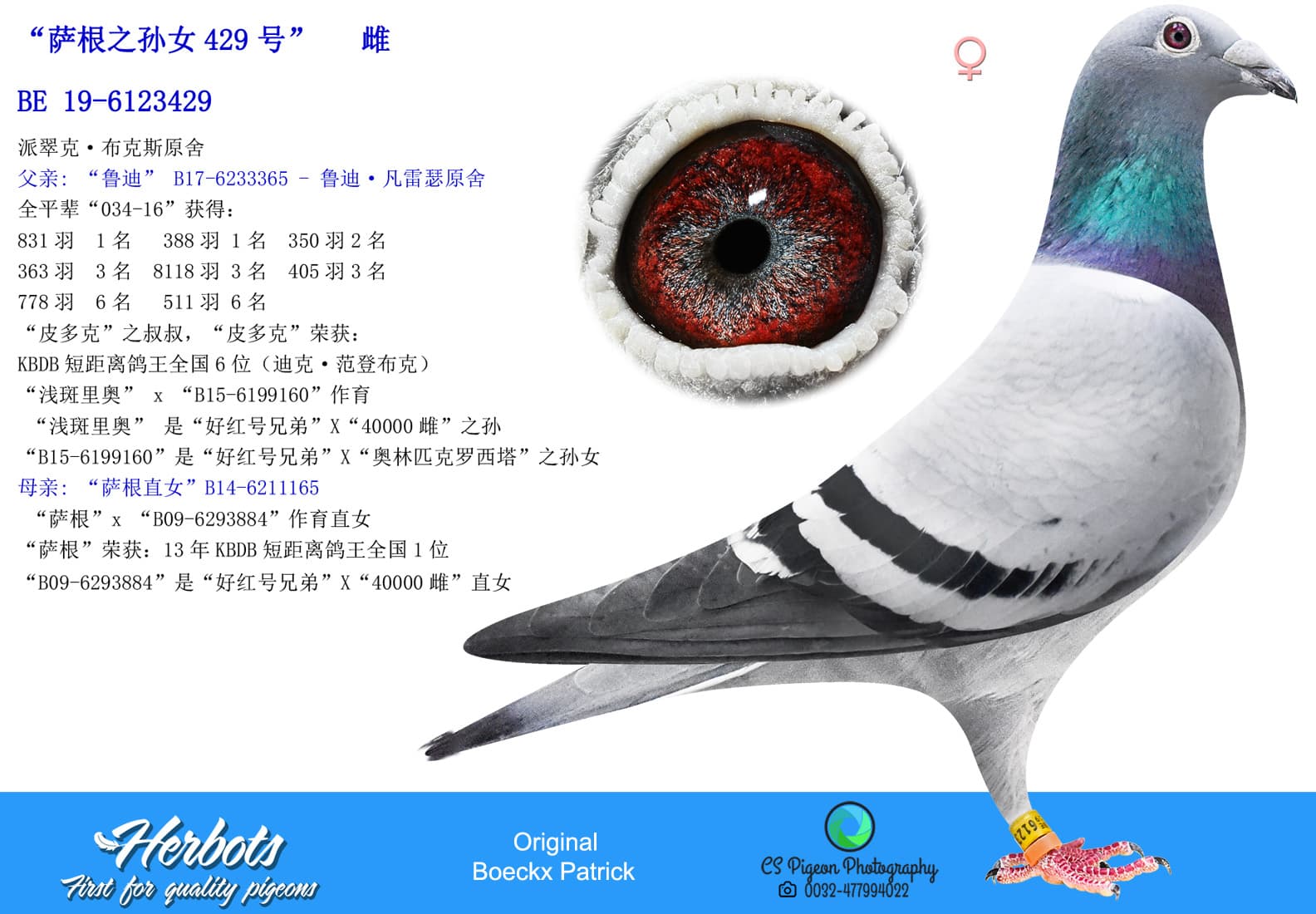 pigeon: undefined
