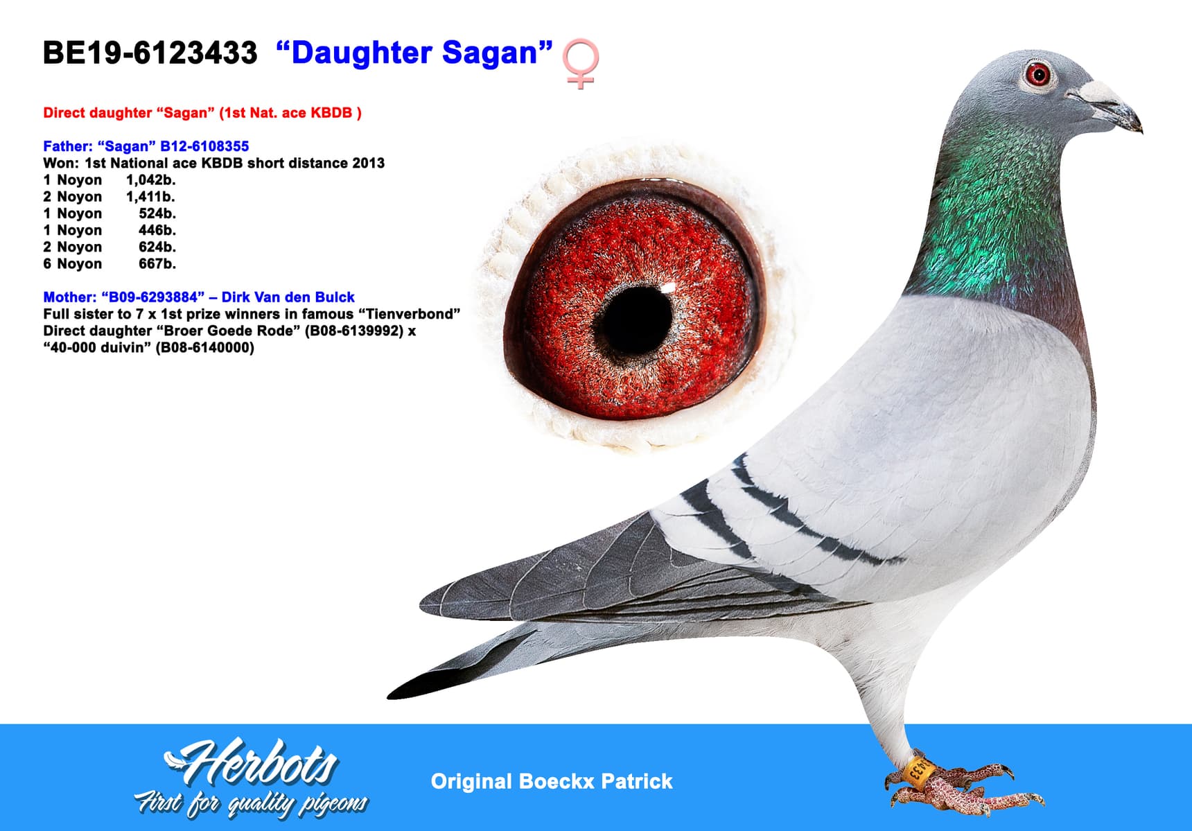 pigeon: undefined