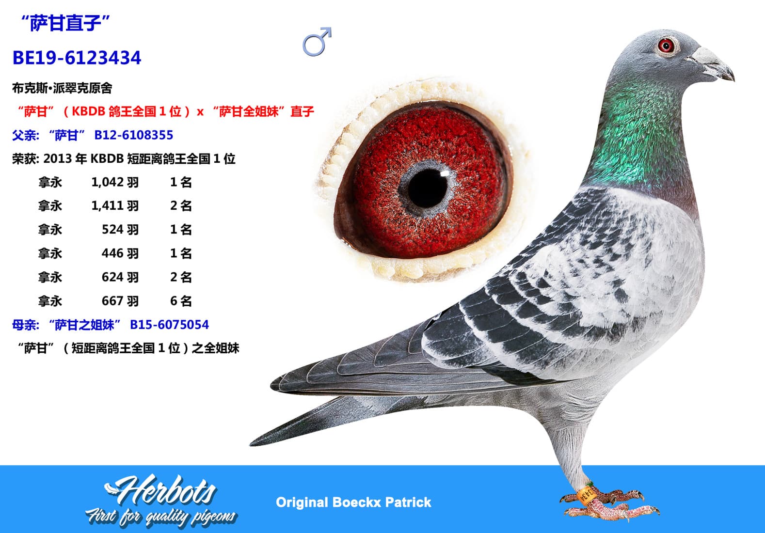 pigeon: “萨甘直女”