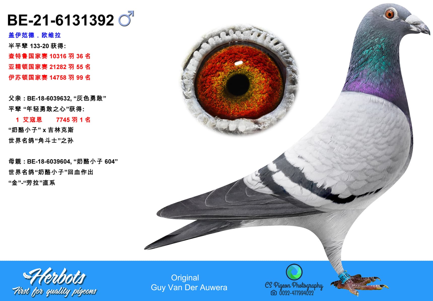 pigeon: undefined