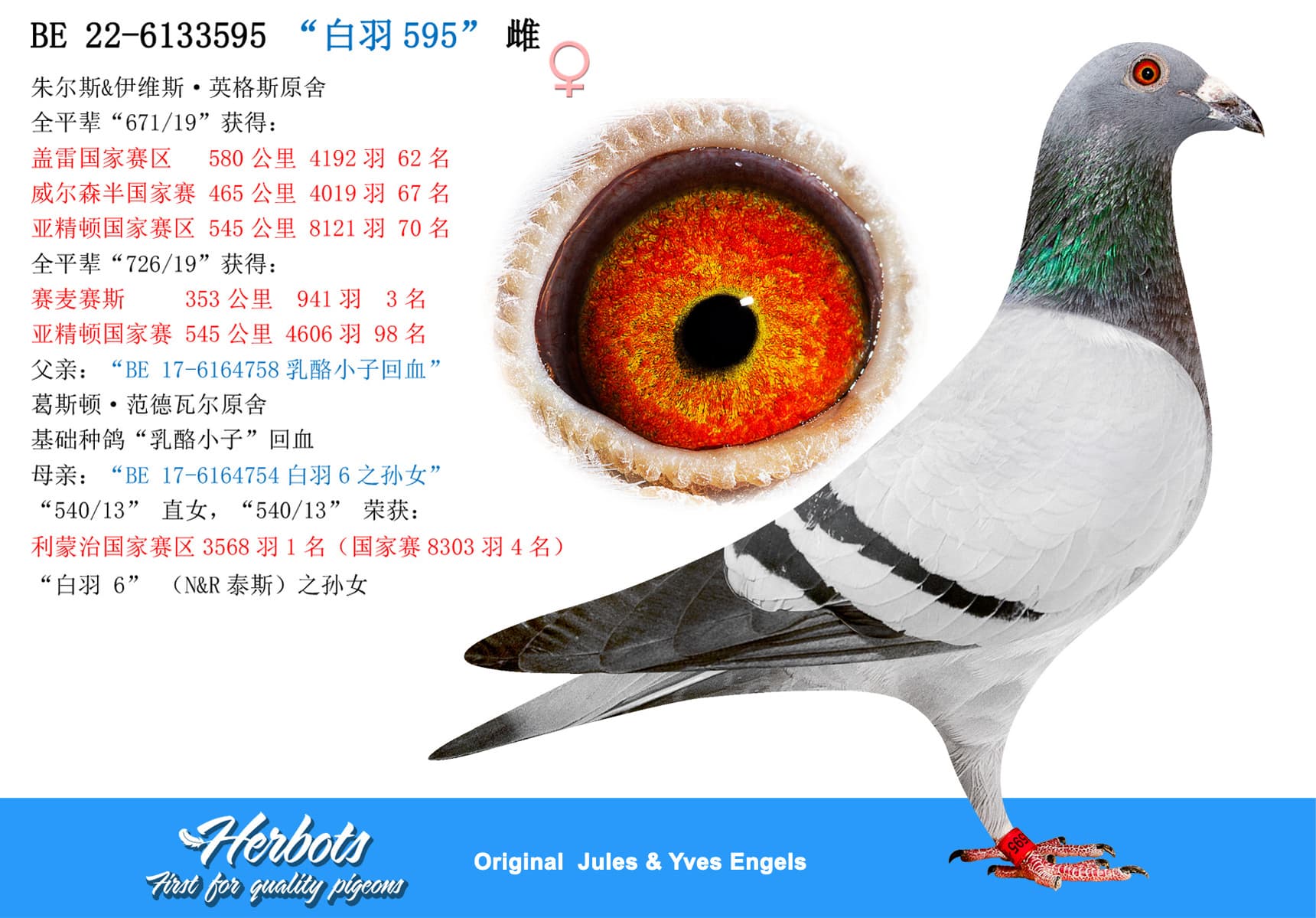 pigeon: undefined