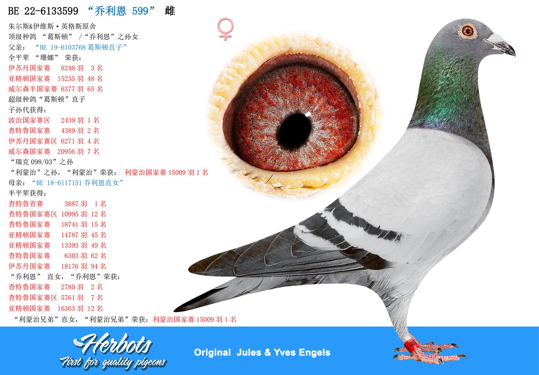 pigeon: “乔利恩 599”