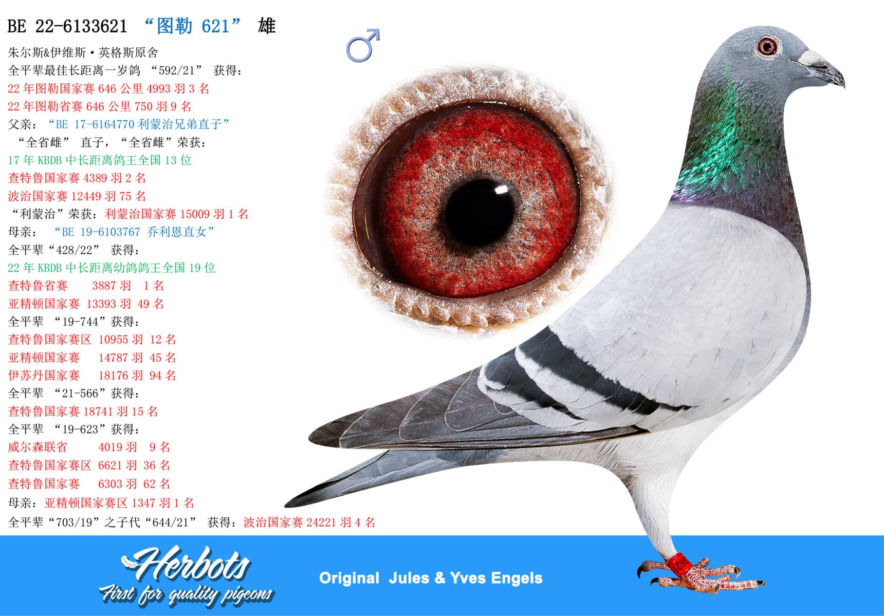 pigeon: undefined