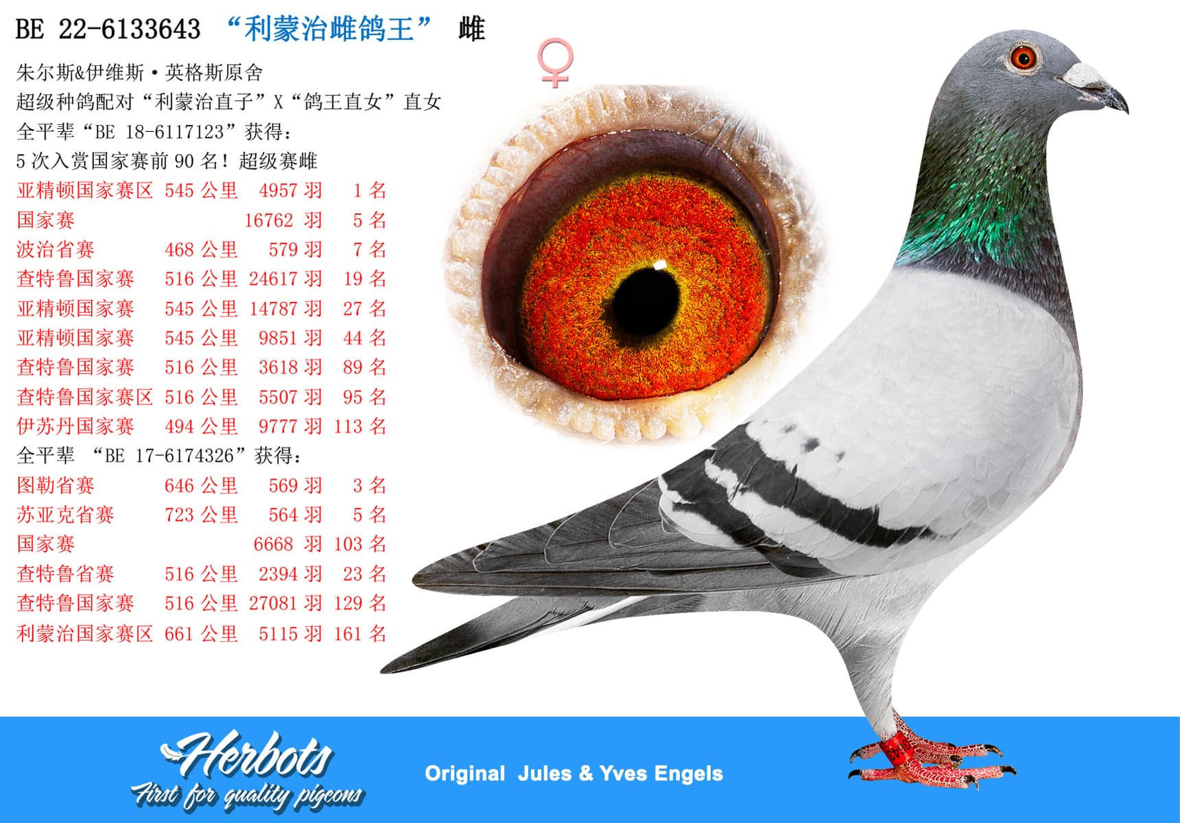 pigeon: “利蒙治雌鸽王”
