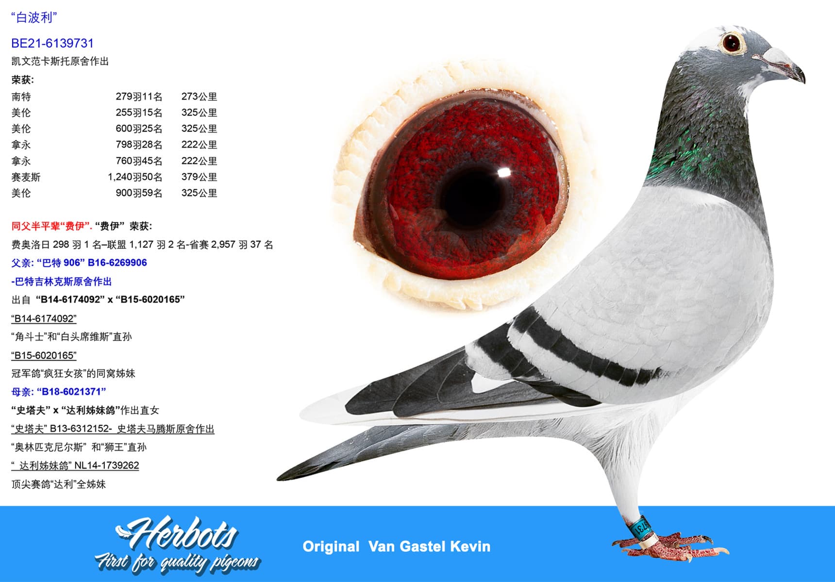 pigeon: undefined