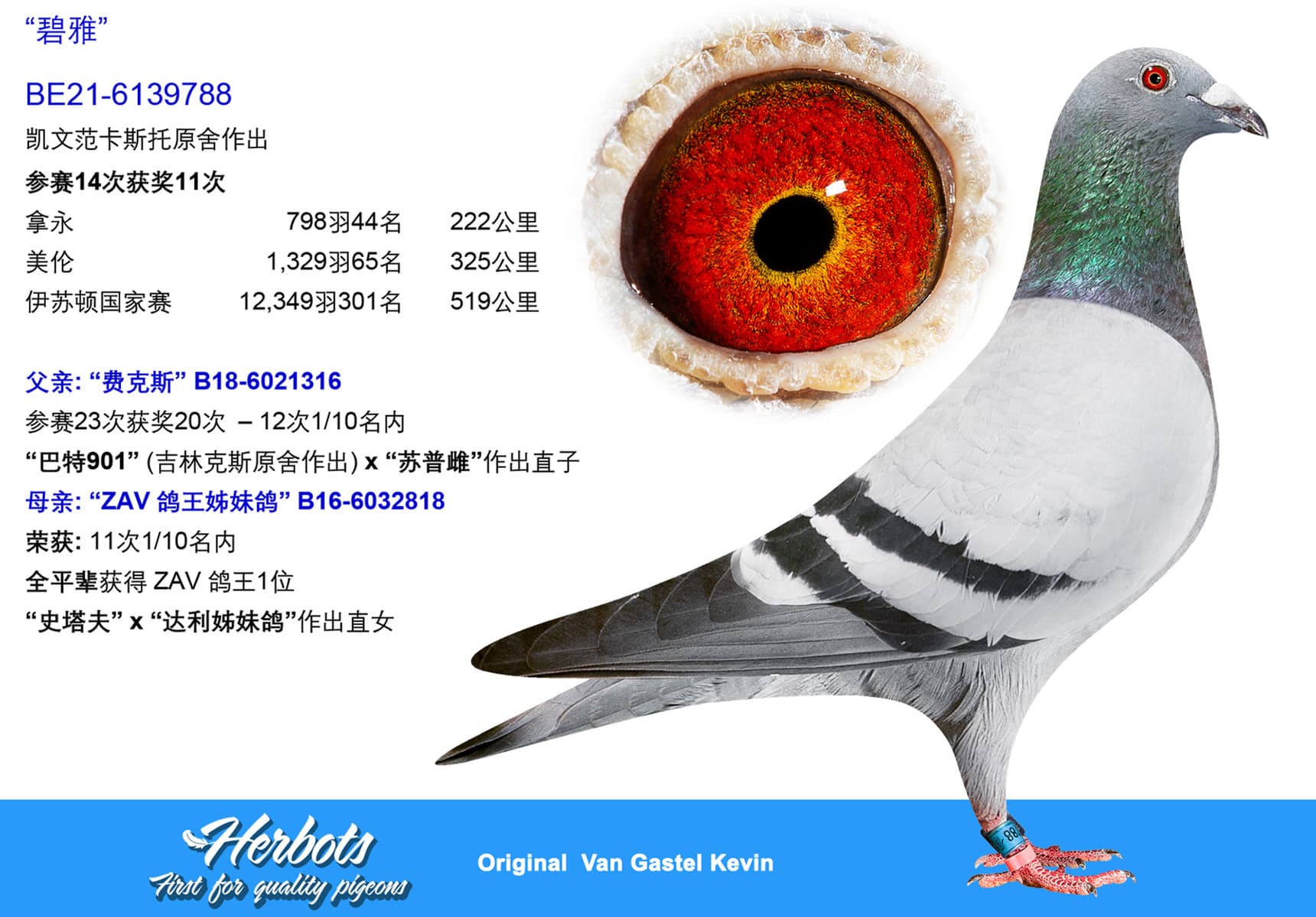pigeon: undefined