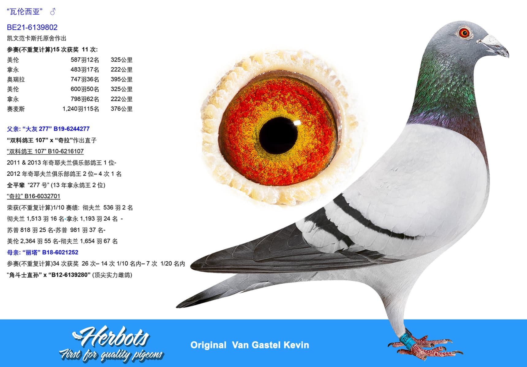 pigeon: undefined