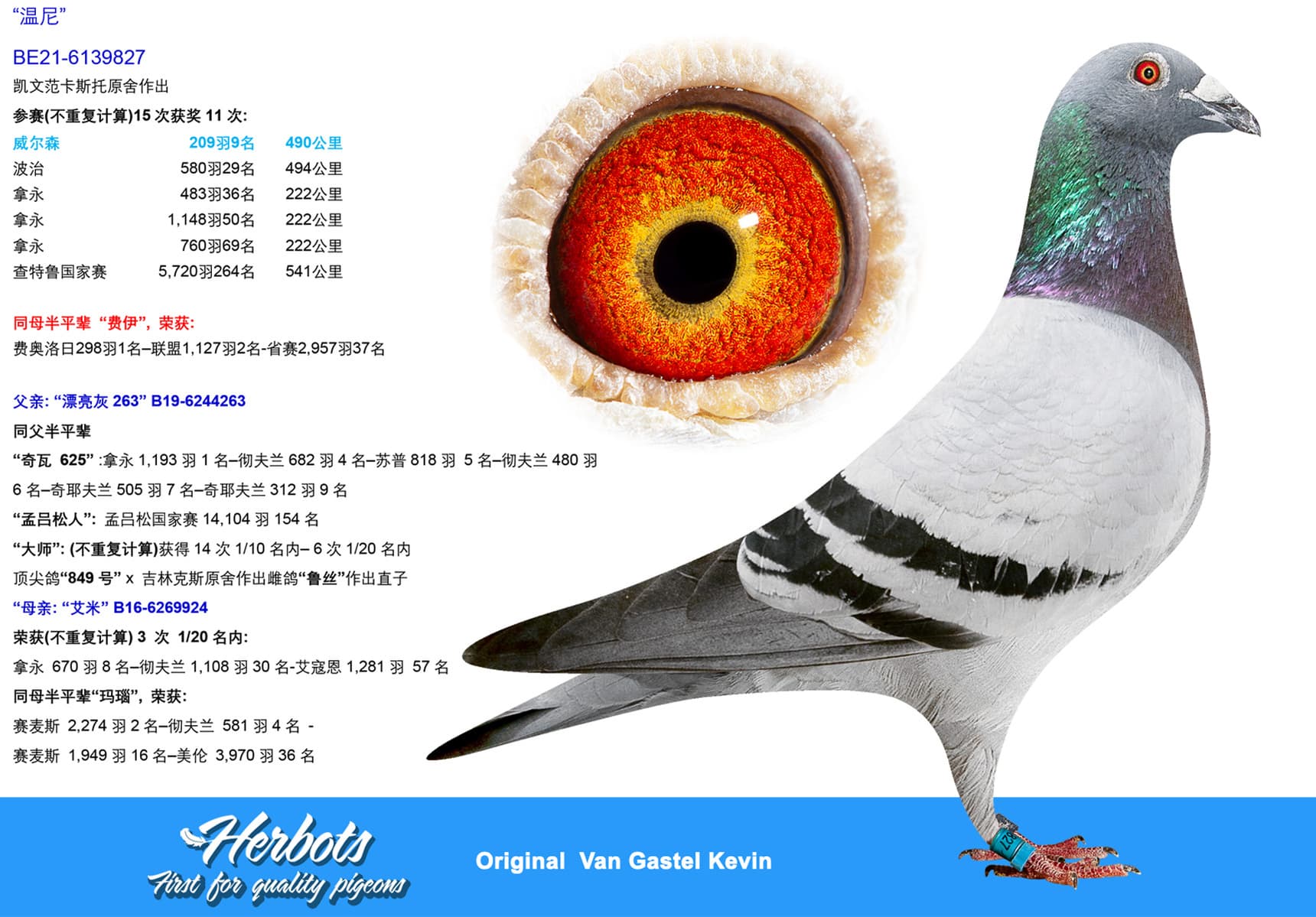 pigeon: undefined
