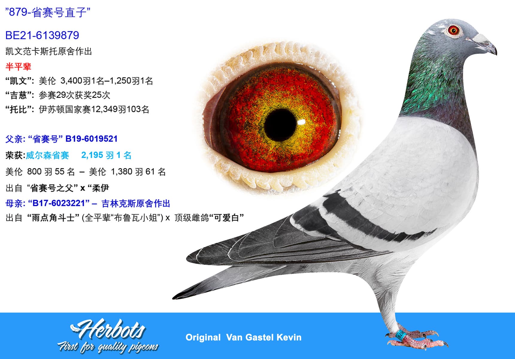 pigeon: ”879-省赛号直子”
