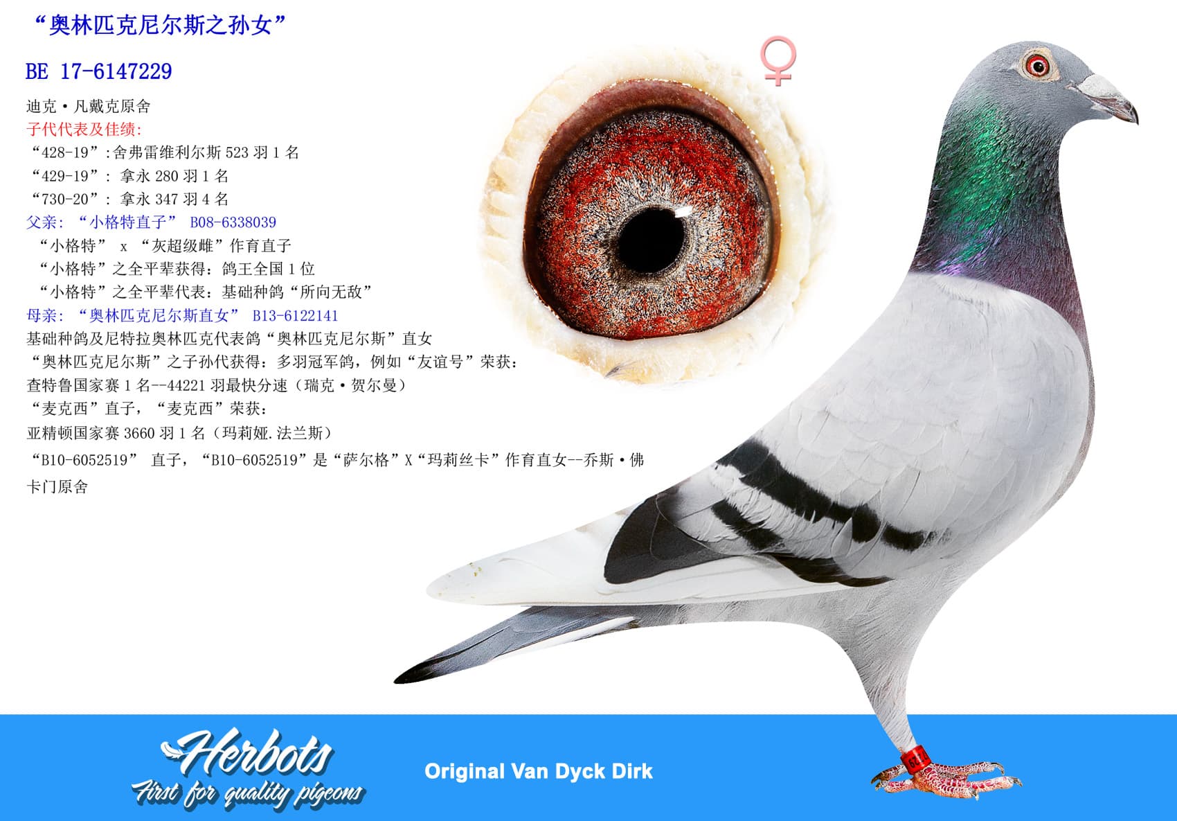 pigeon: “奥林匹克尼尔斯之孙女”