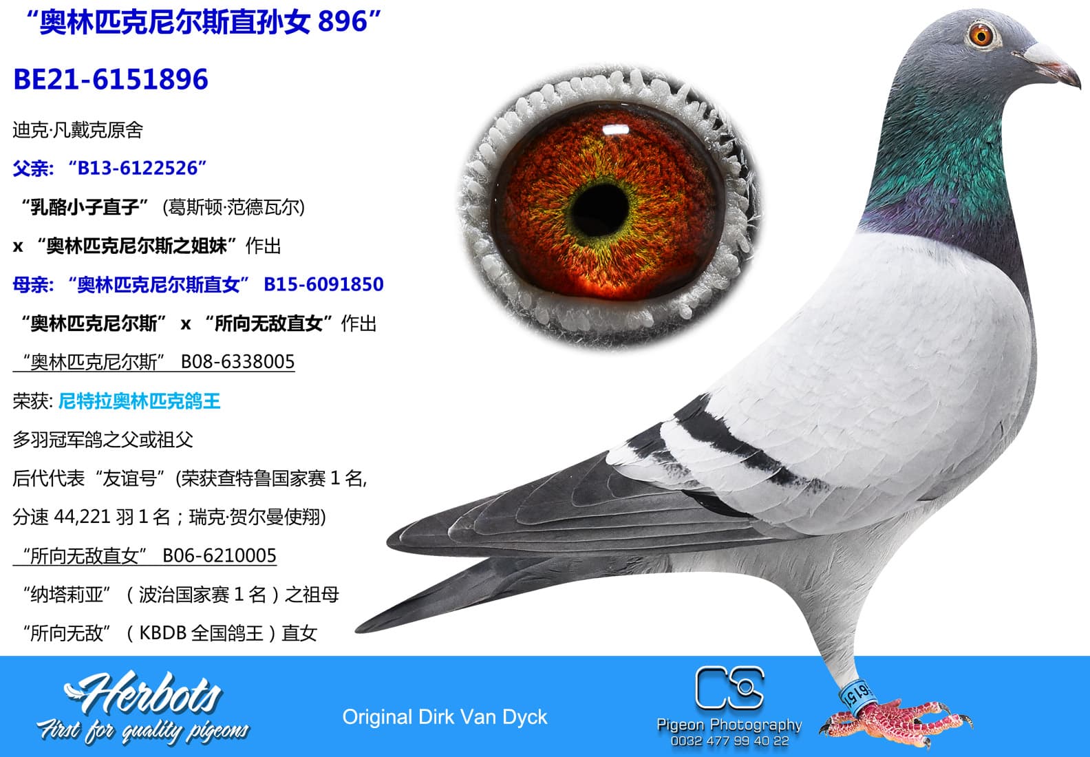 pigeon: “奥林匹克尼尔斯直孙女896”