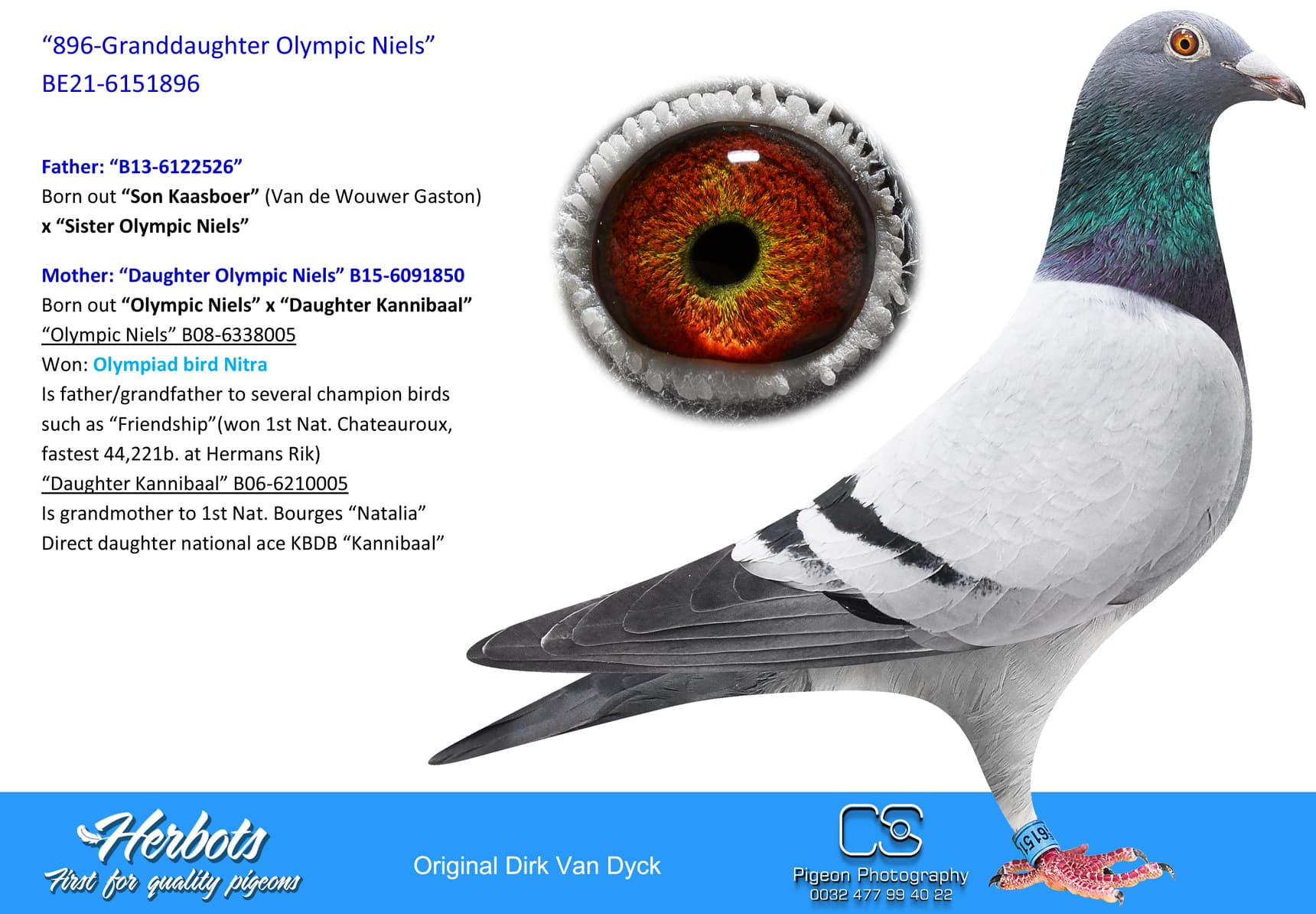 pigeon: “896-Granddaughter Olympic Niels”