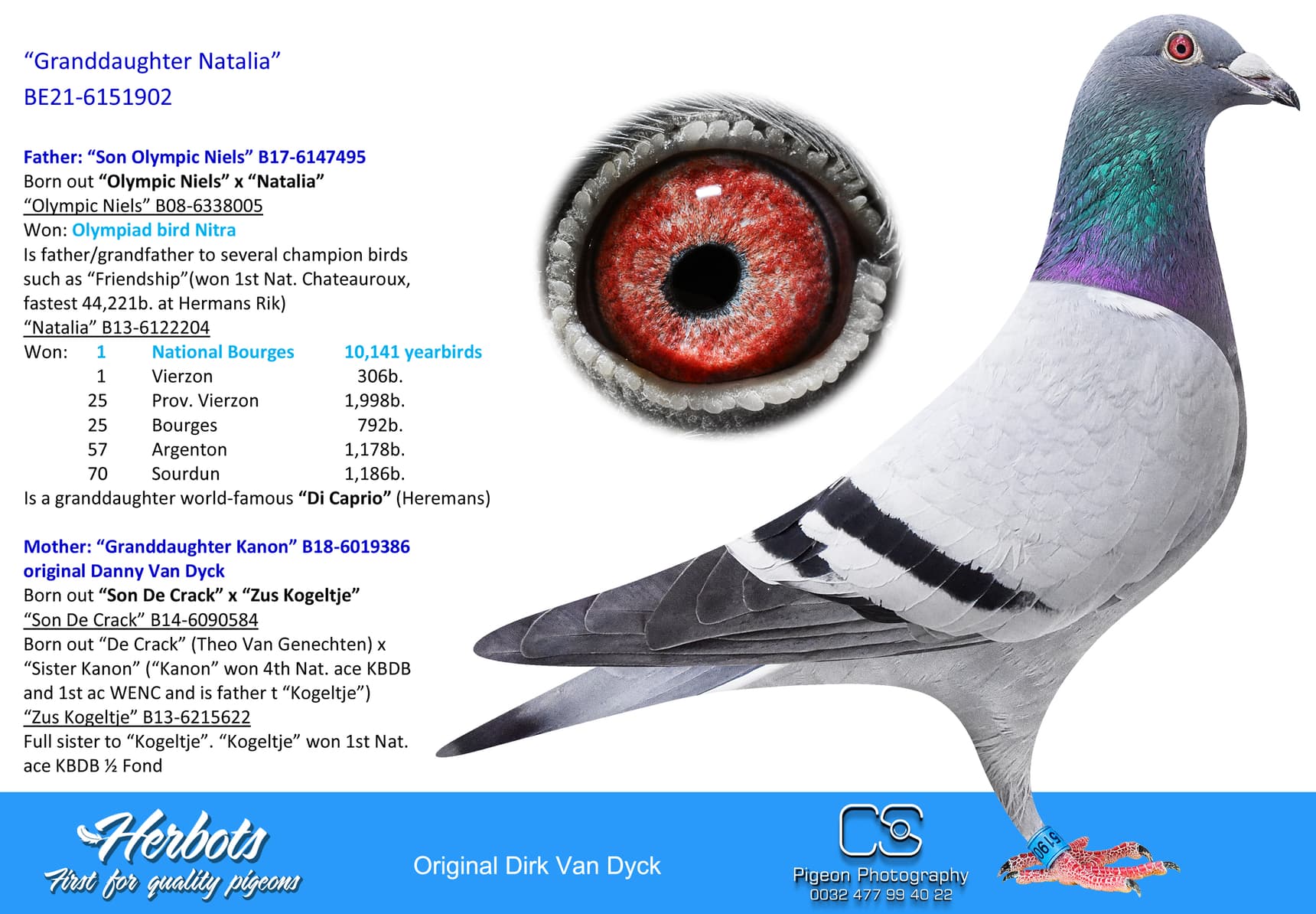 pigeon: undefined