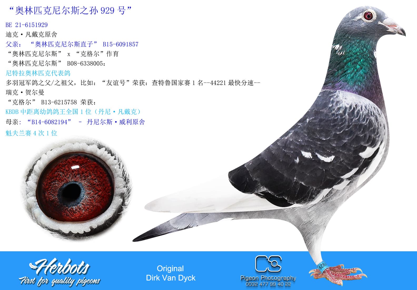 pigeon: “奥林匹克尼尔斯之孙929号”