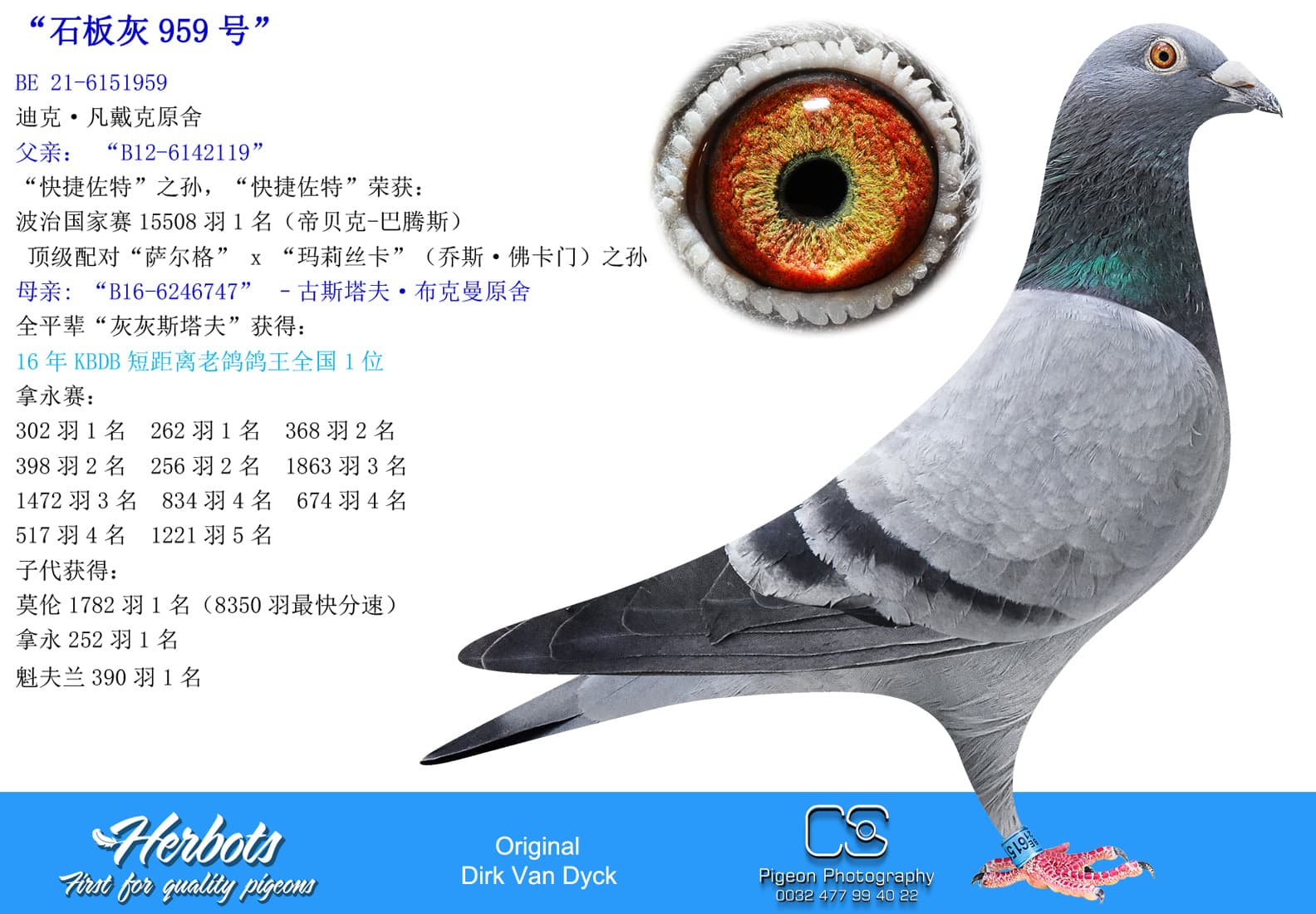 pigeon: “石板灰959号”