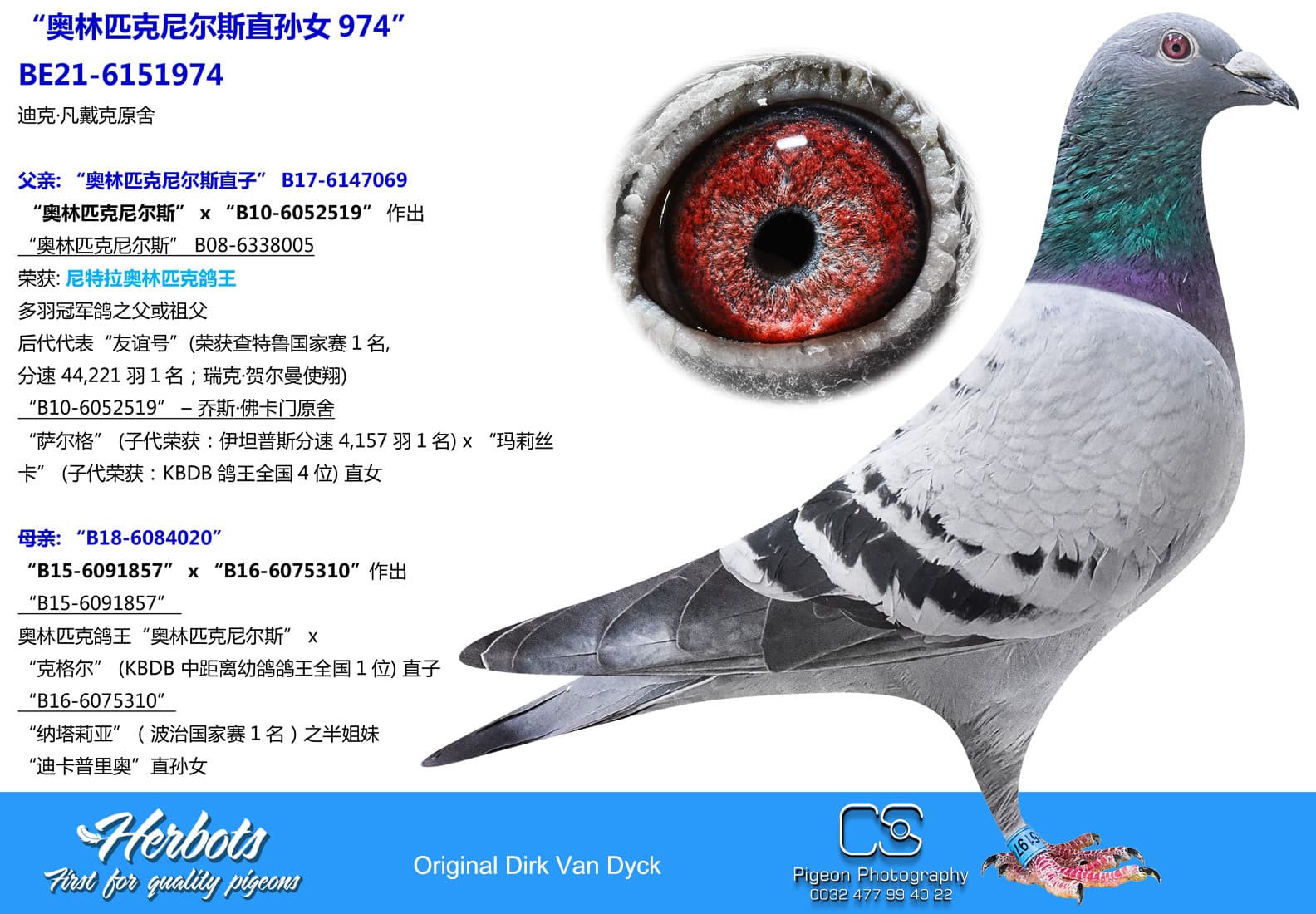 pigeon: “奥林匹克尼尔斯直孙女974”