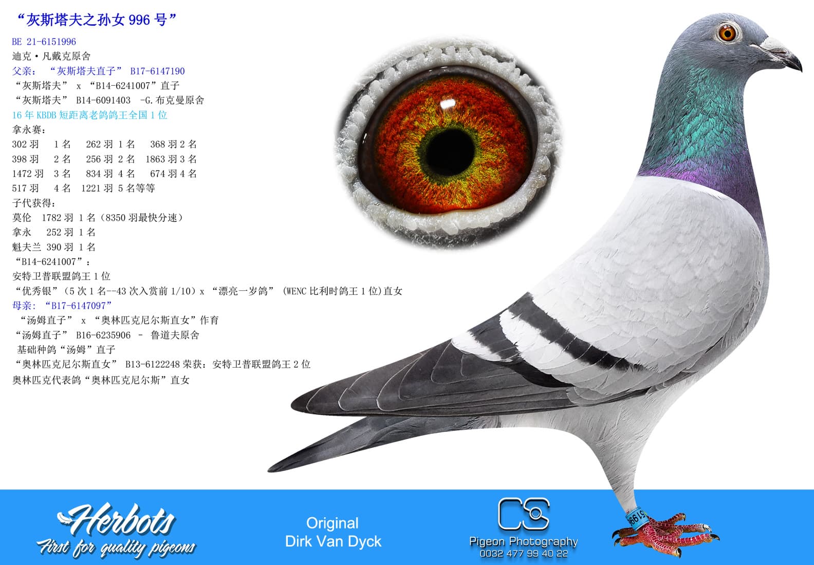 pigeon: “灰斯塔夫之孙女996号”
