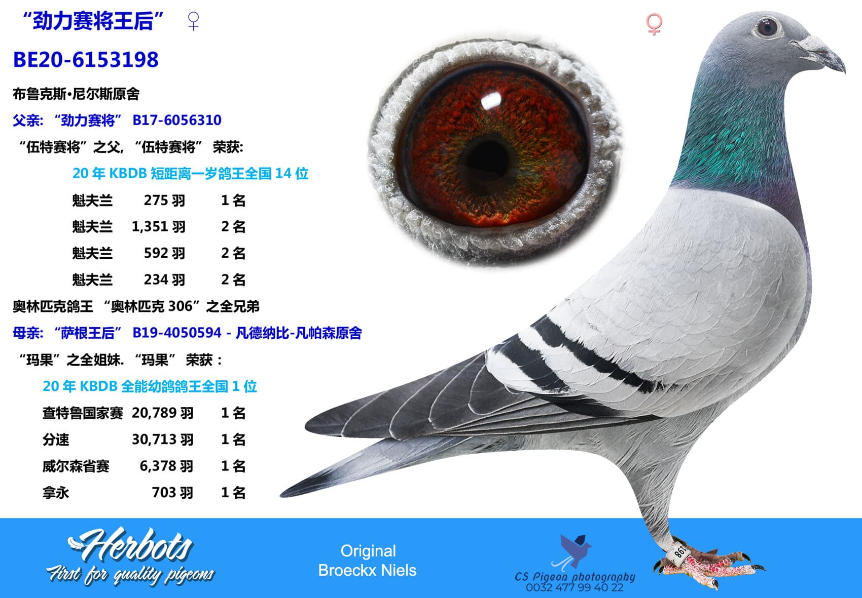 pigeon: “劲力赛将王后”