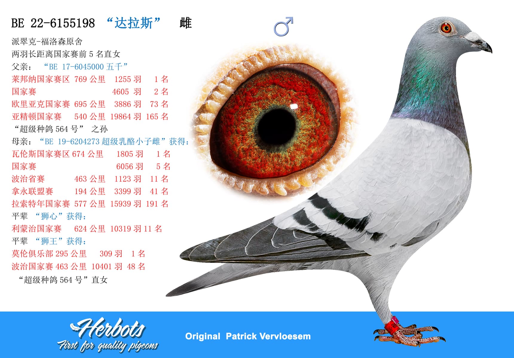 pigeon: undefined