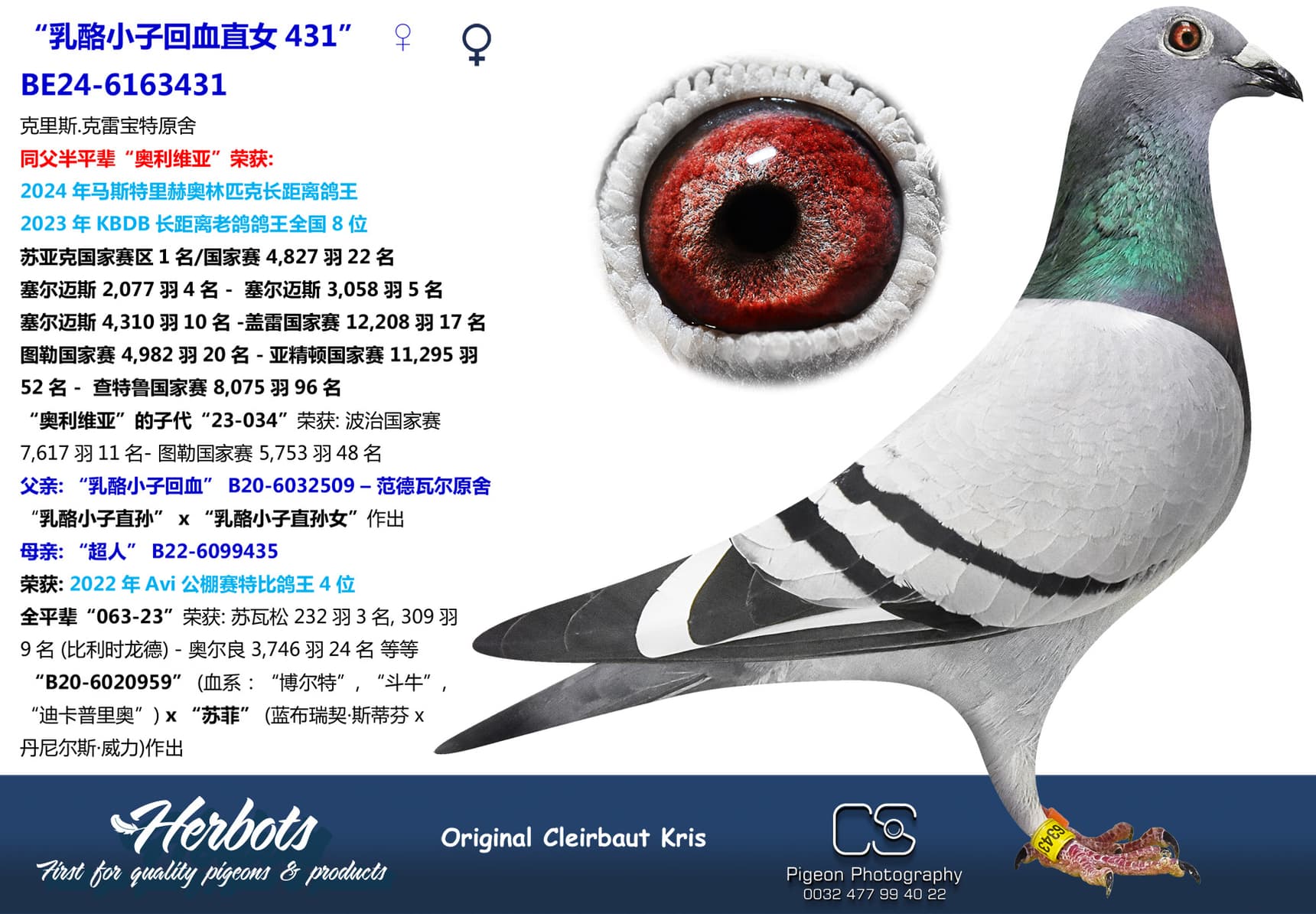 pigeon: undefined