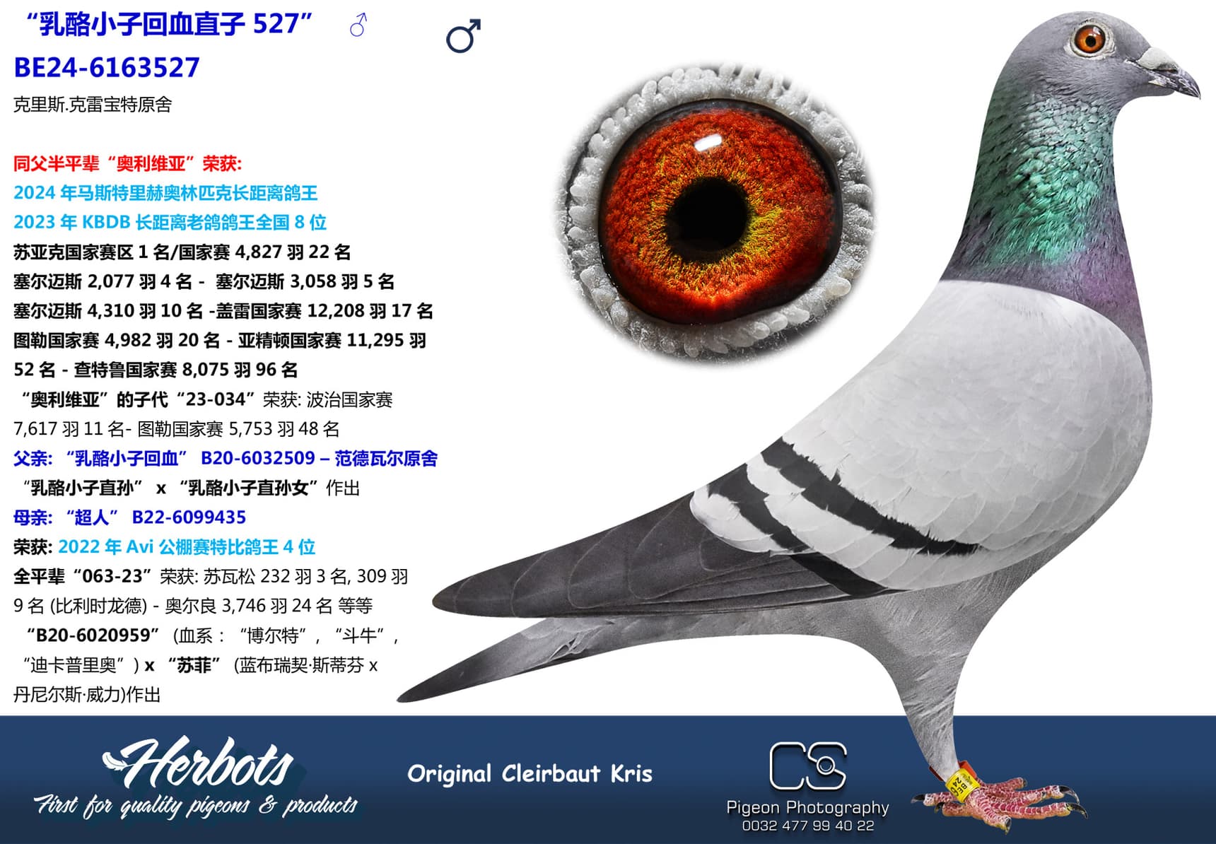 pigeon: undefined
