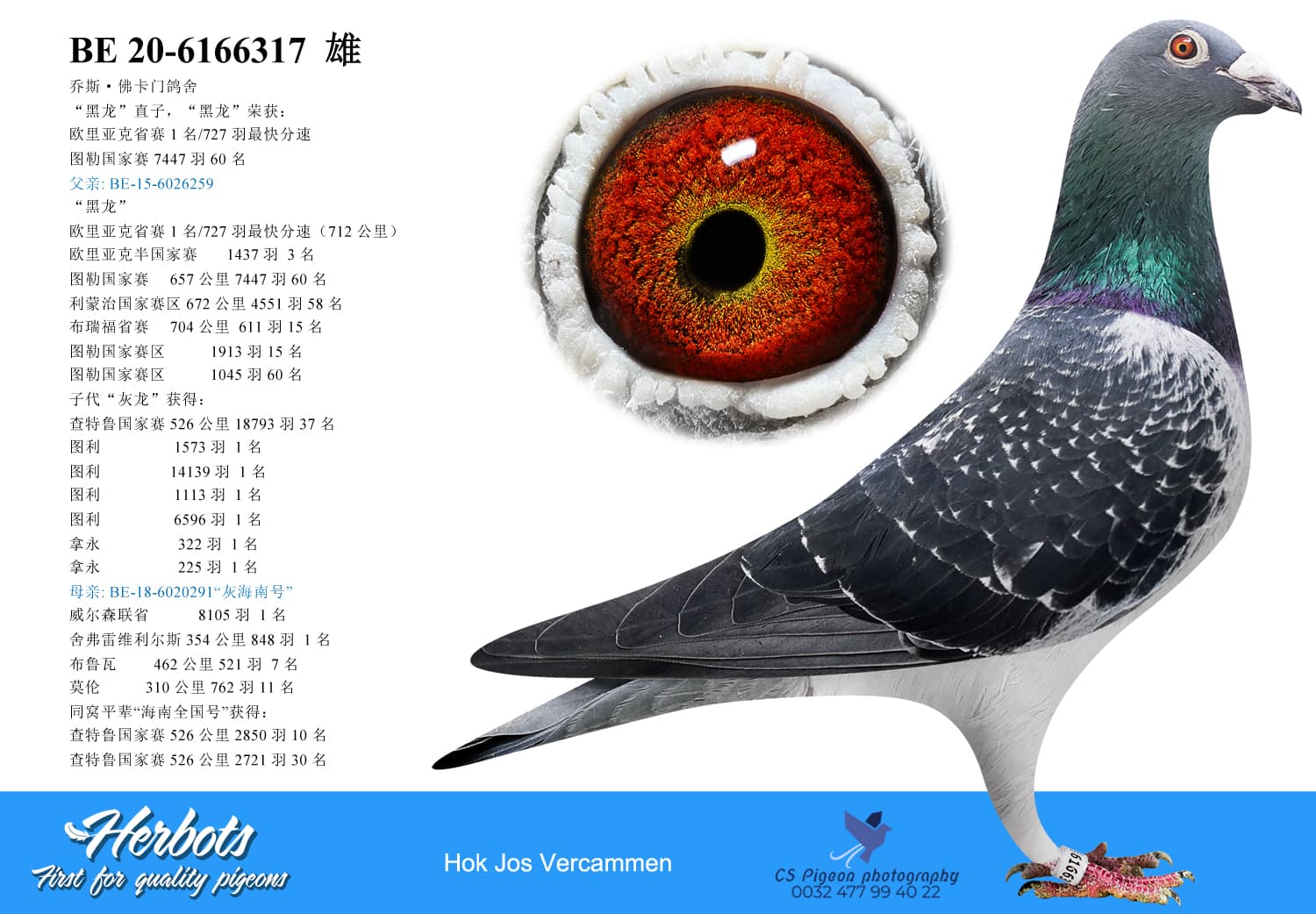 pigeon: undefined