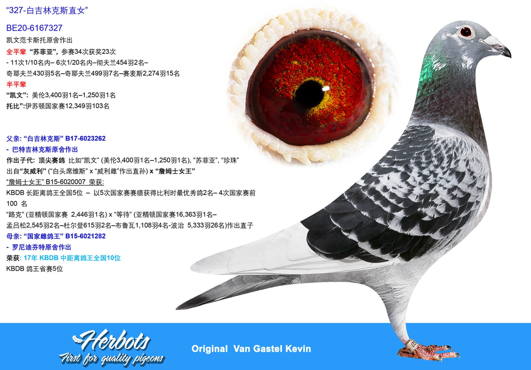 pigeon: undefined