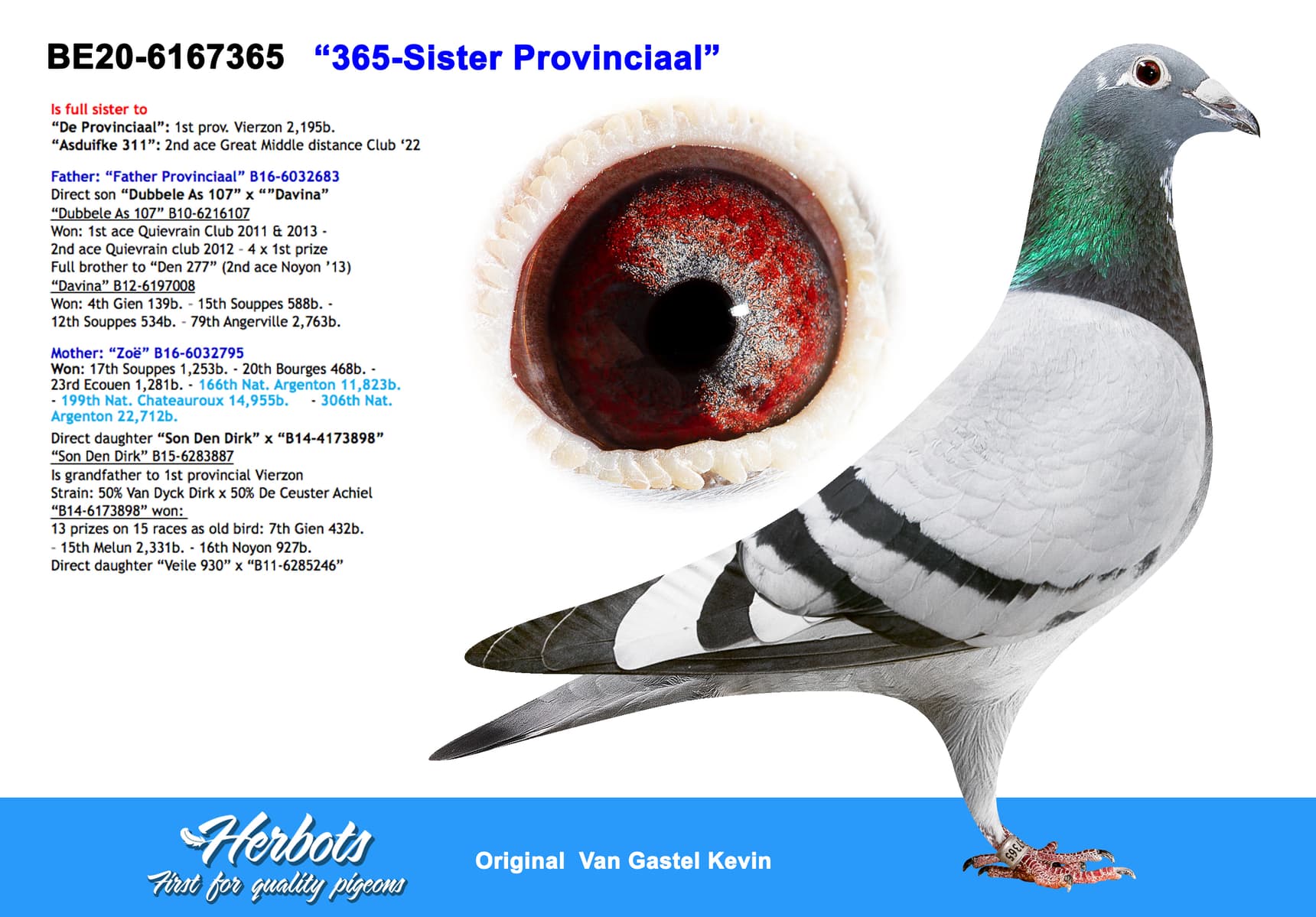 pigeon: undefined