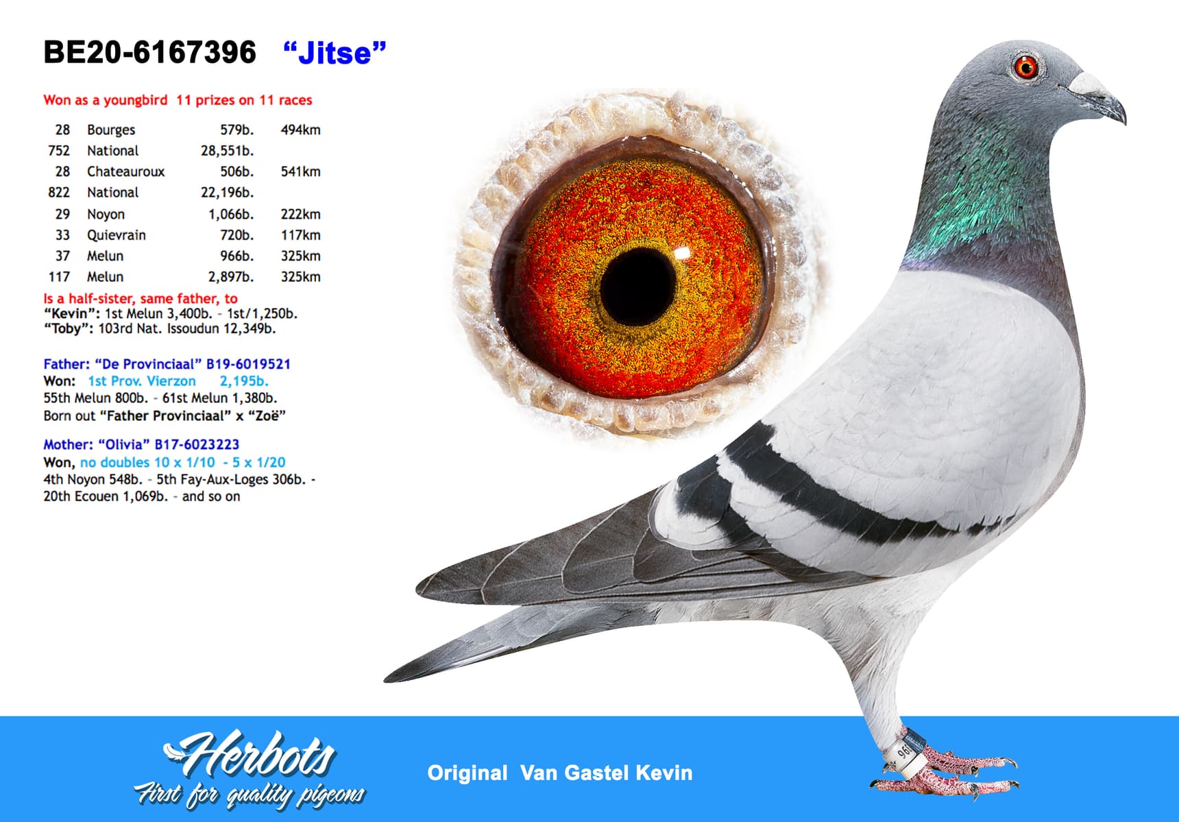 pigeon: undefined