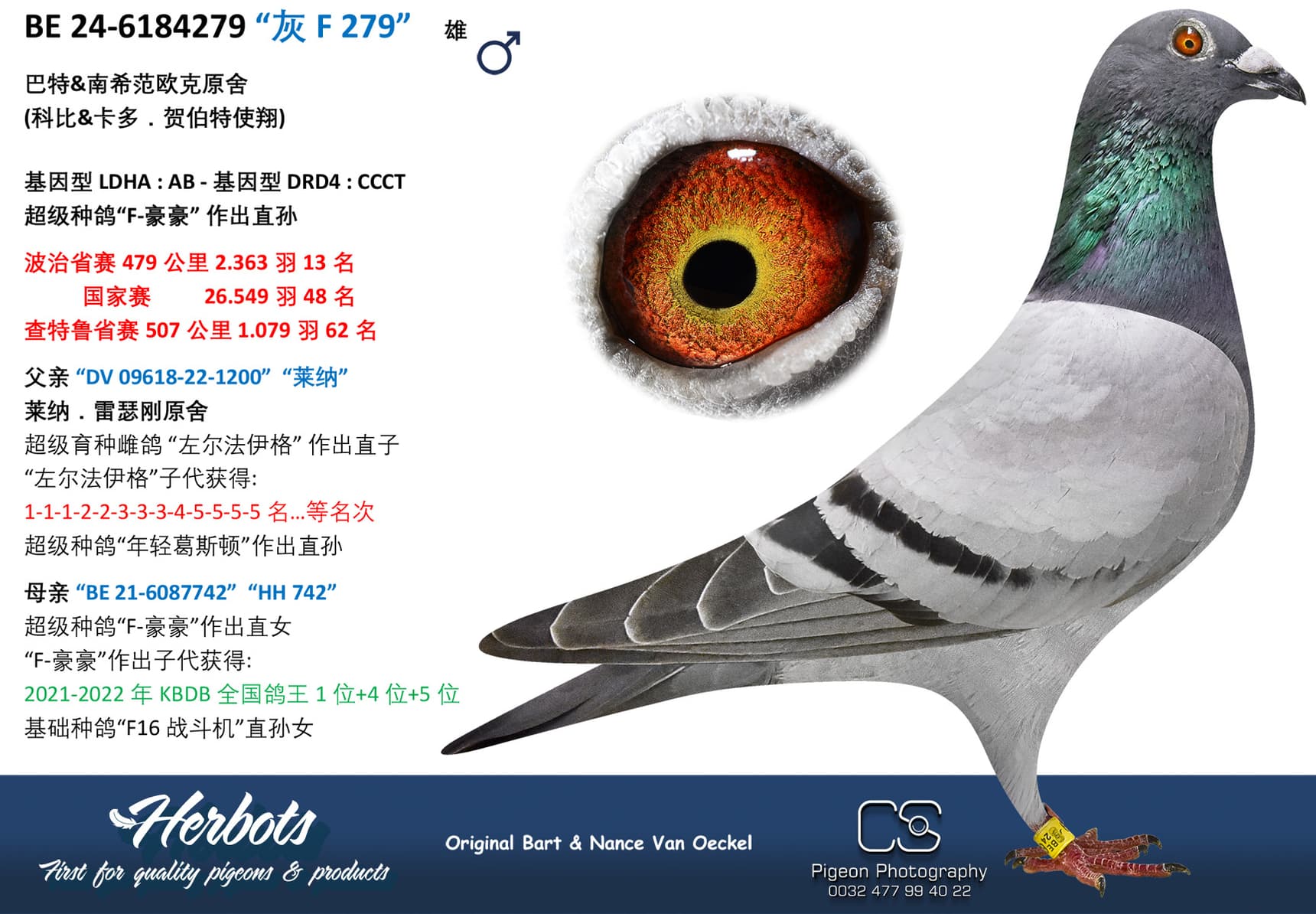 pigeon: “灰F 279”