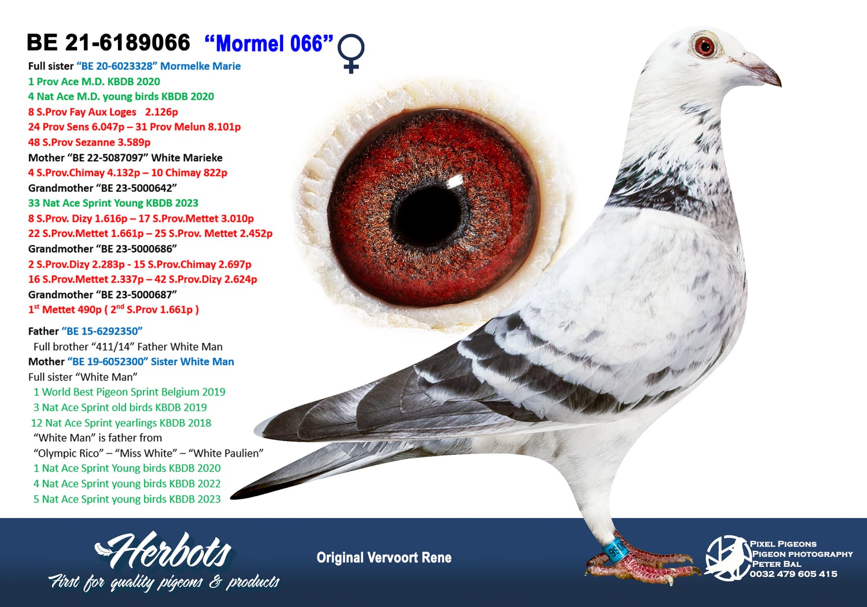 pigeon: “Mormel 066”