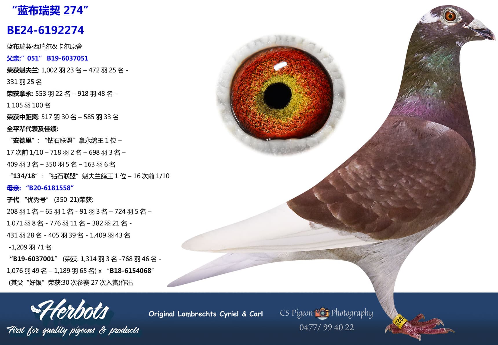 pigeon: undefined