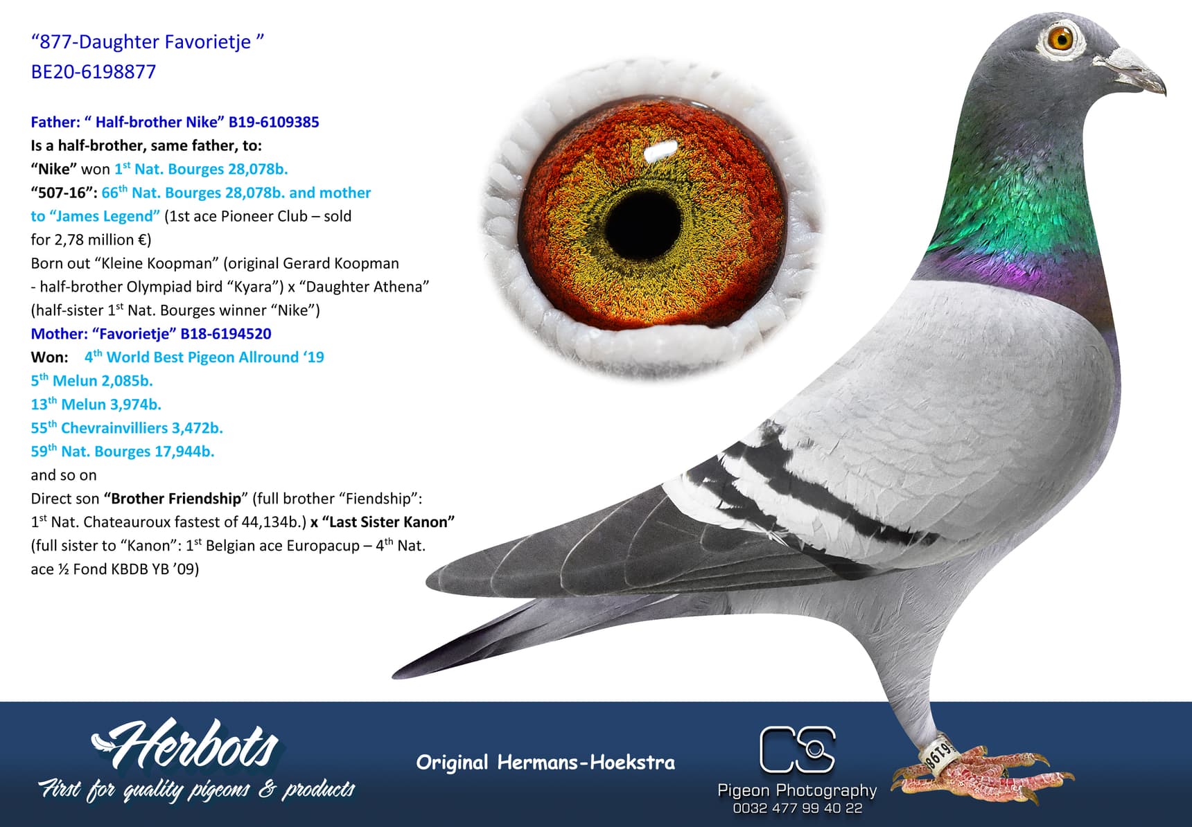 pigeon: “877-Daughter Favorietje”