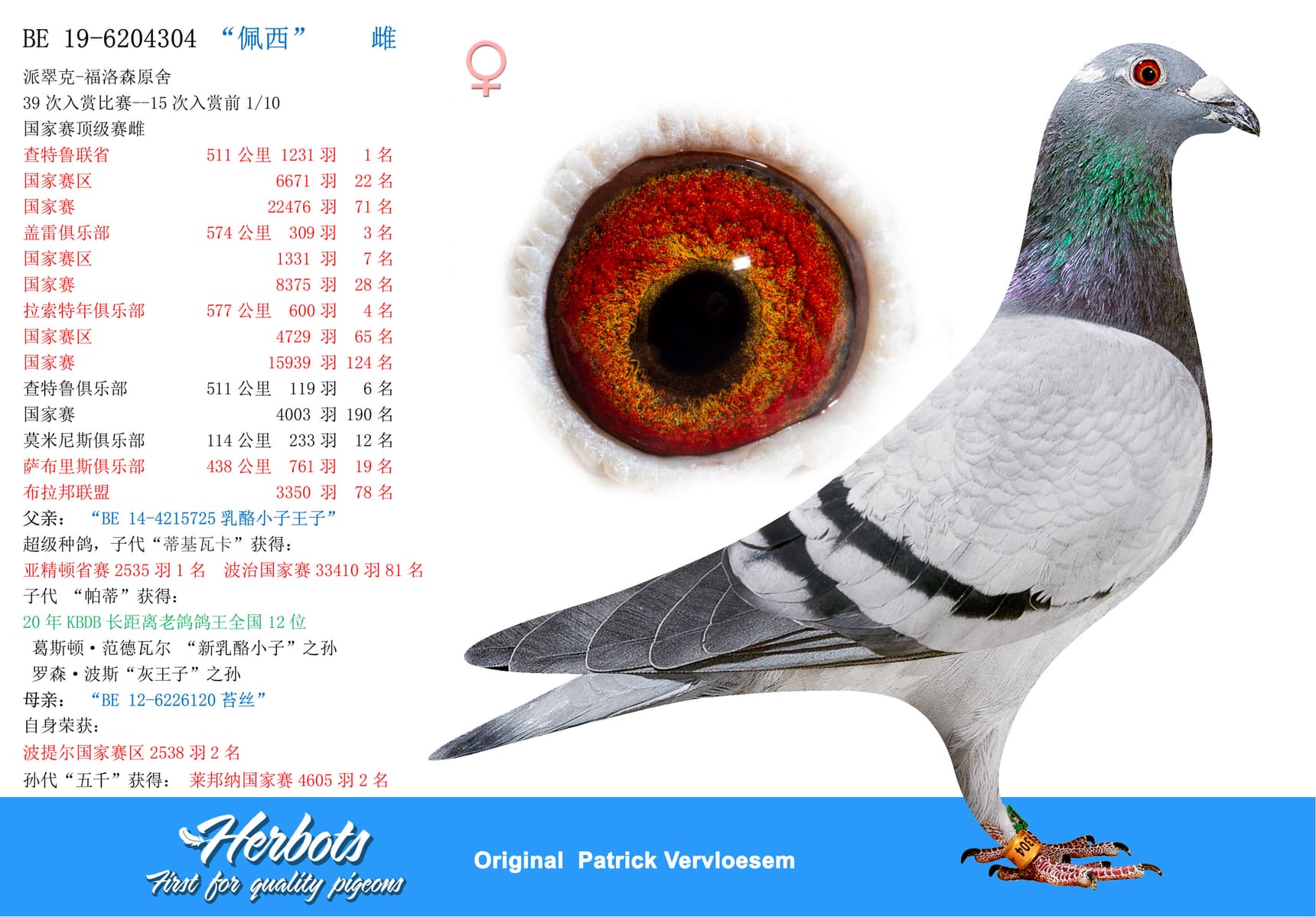 pigeon: undefined