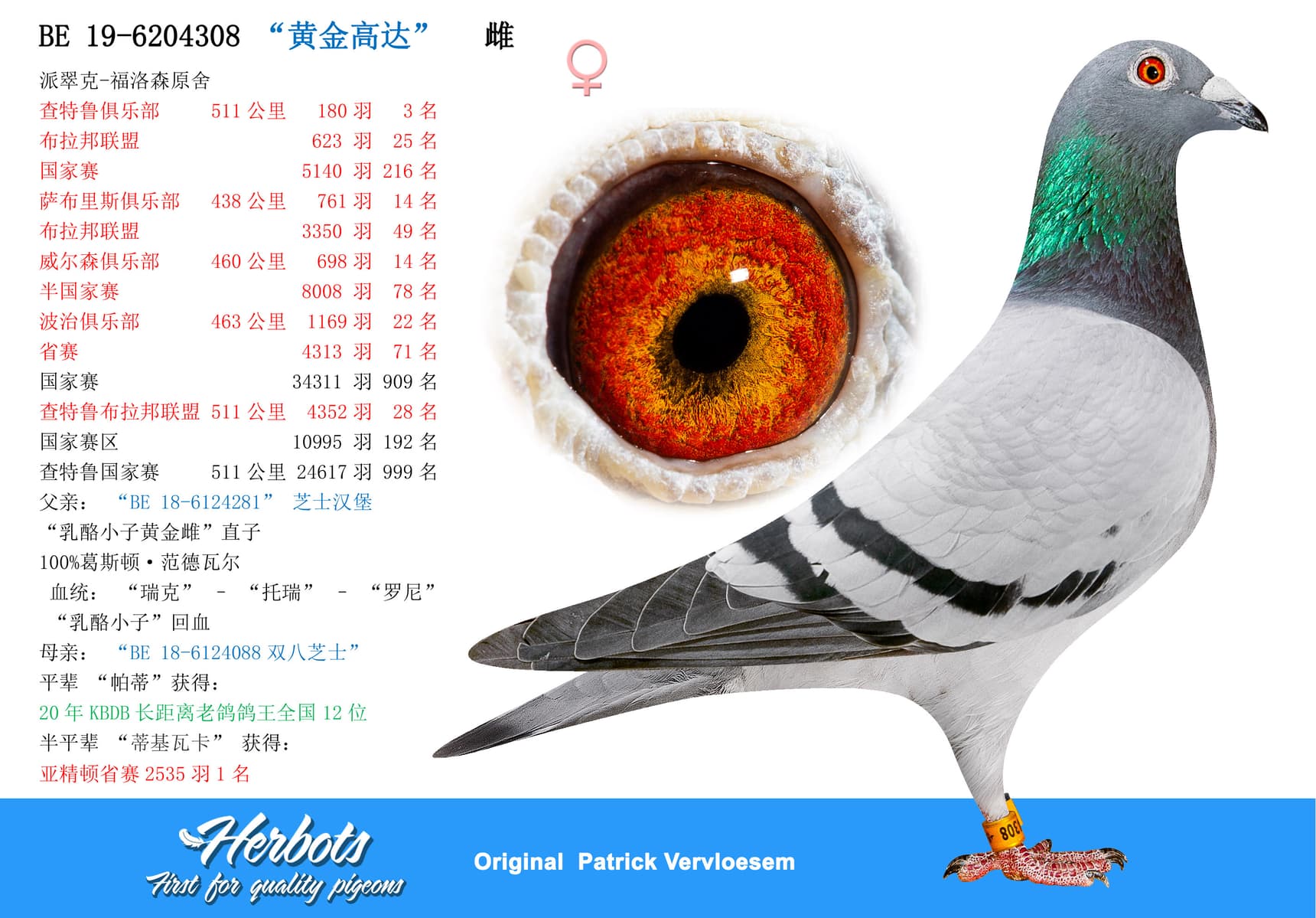 pigeon: “黄金高达”