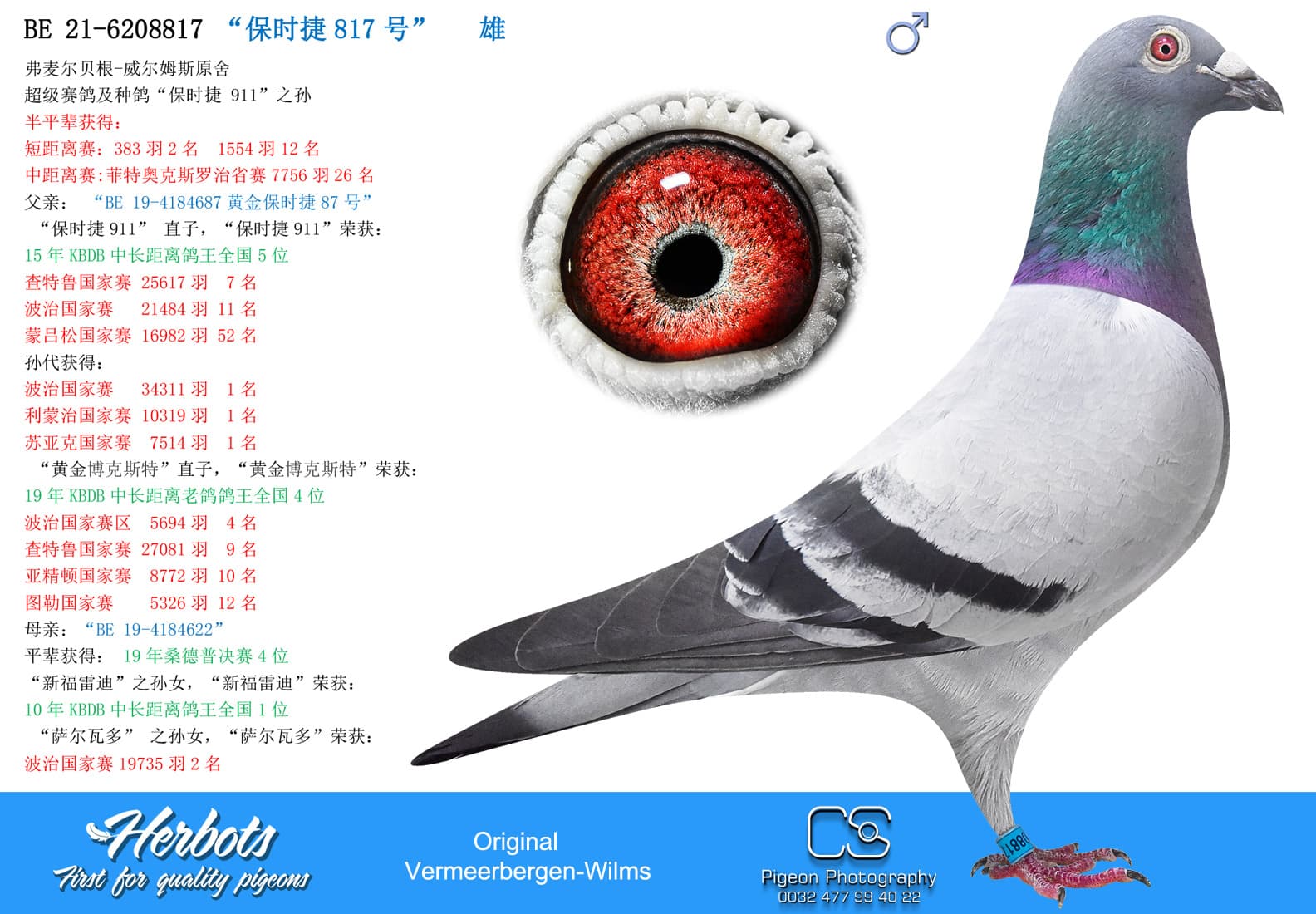 pigeon: “保时捷817号”