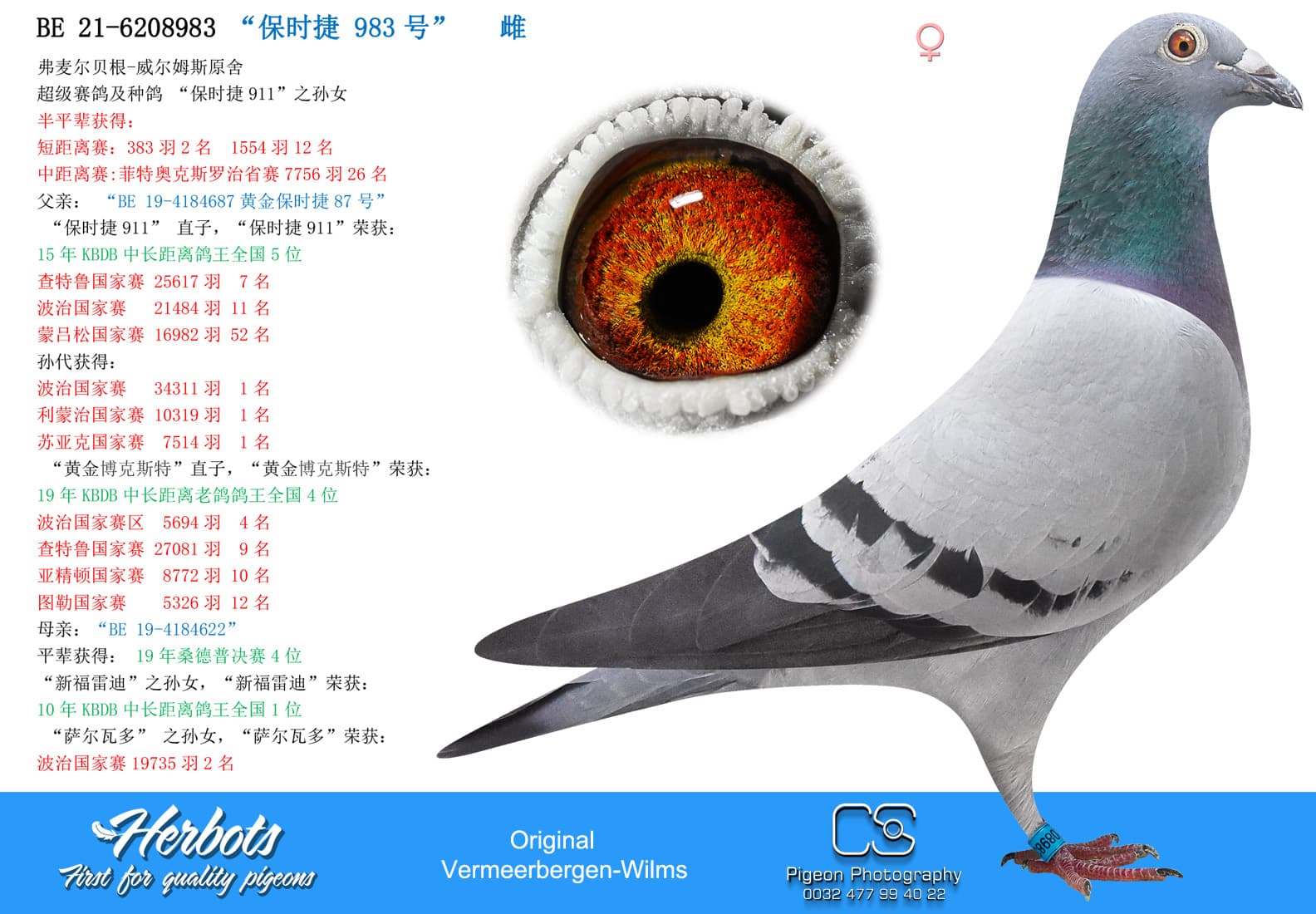 pigeon: “保时捷 983号”