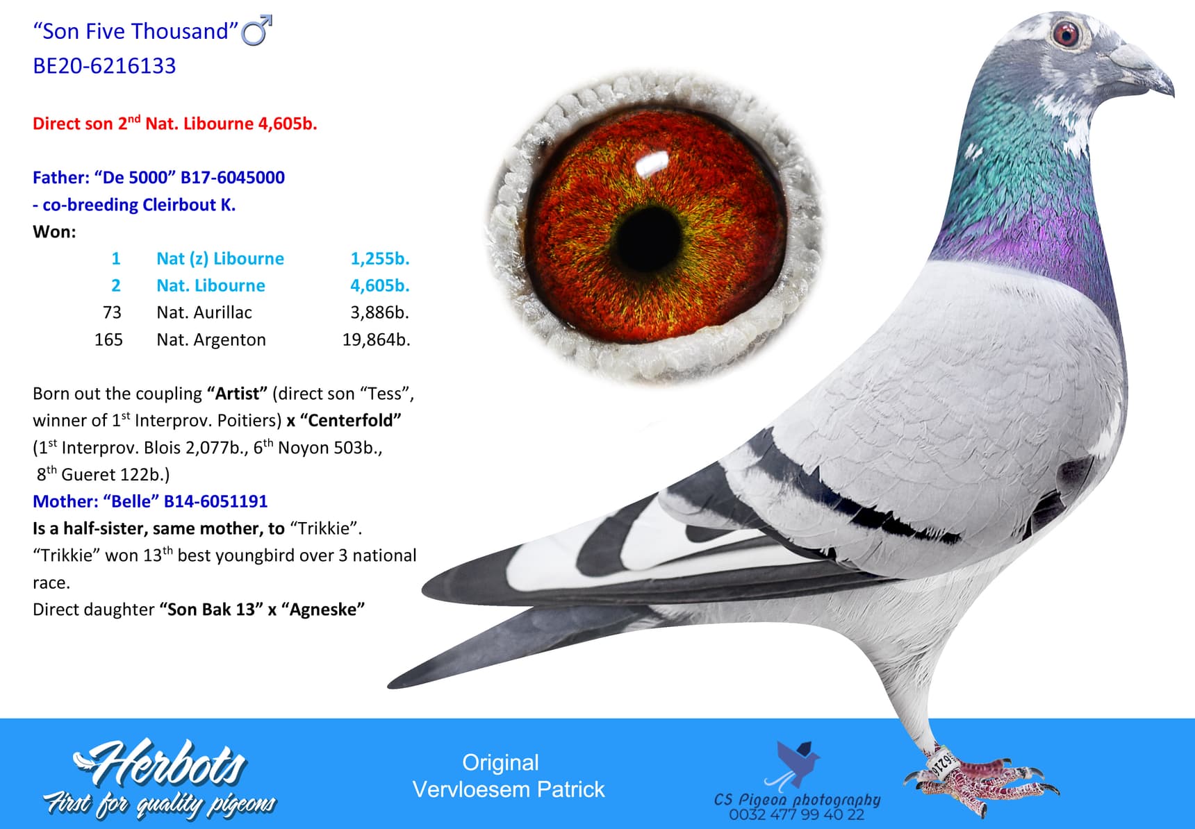 pigeon: undefined