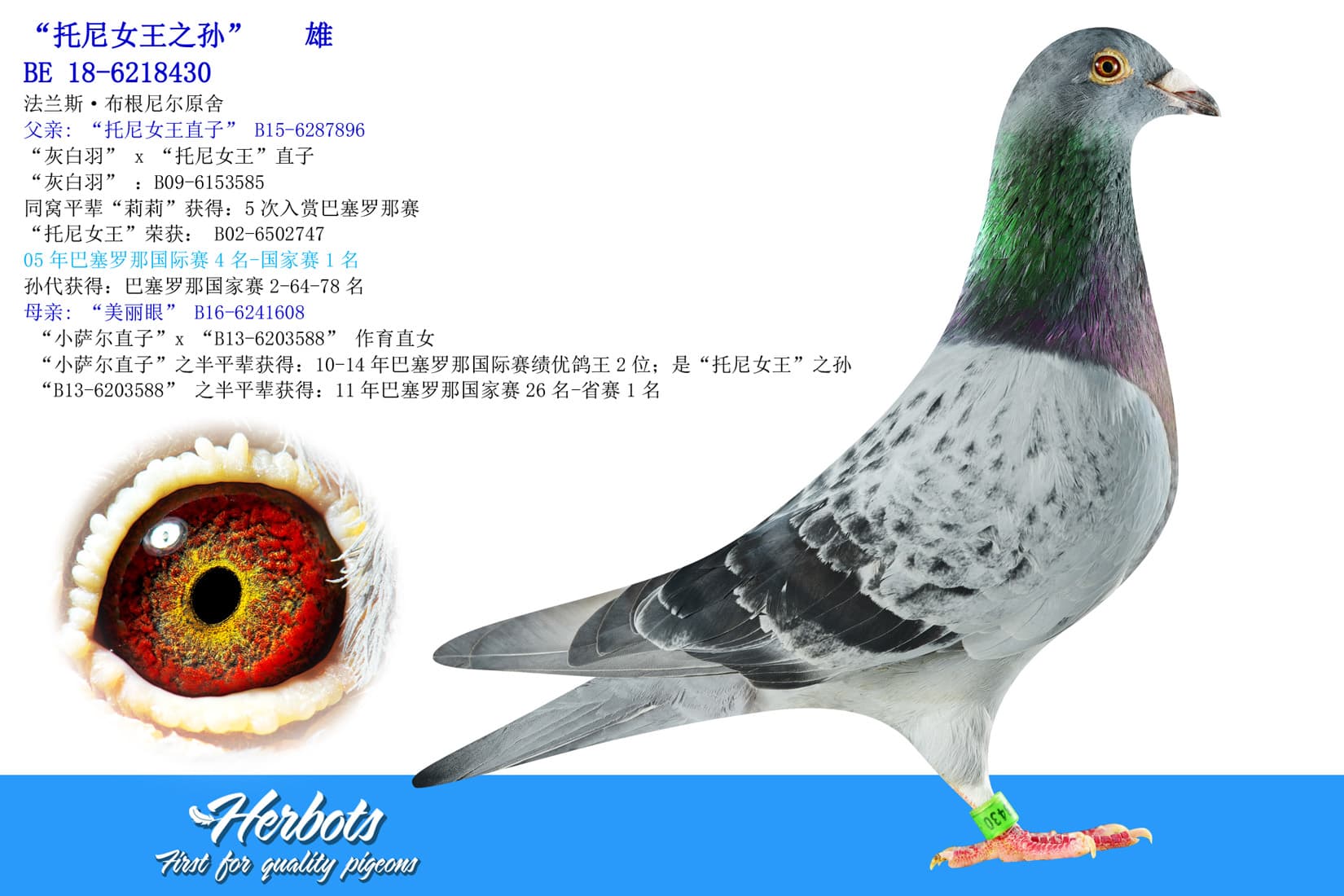 pigeon: “托尼女王之孙”
