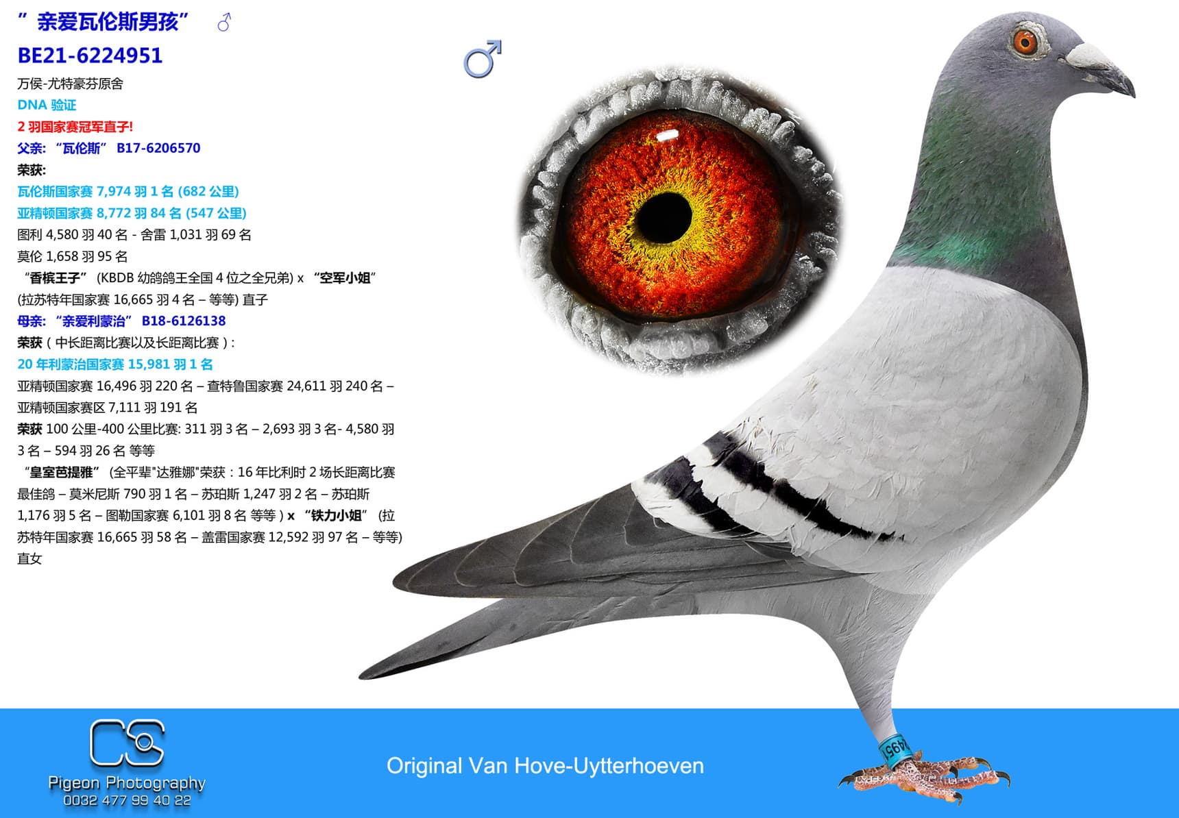 pigeon: undefined