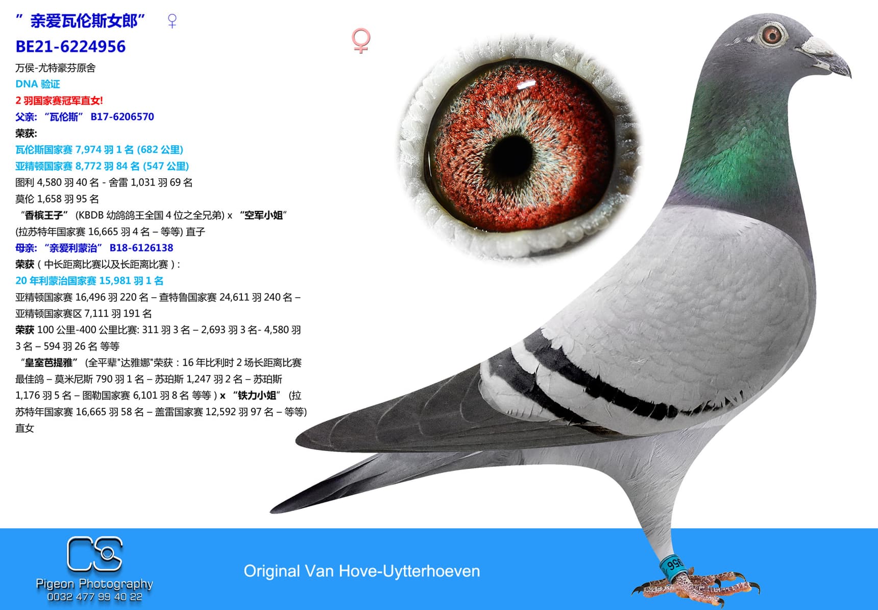 pigeon: 亲爱瓦伦斯女郎