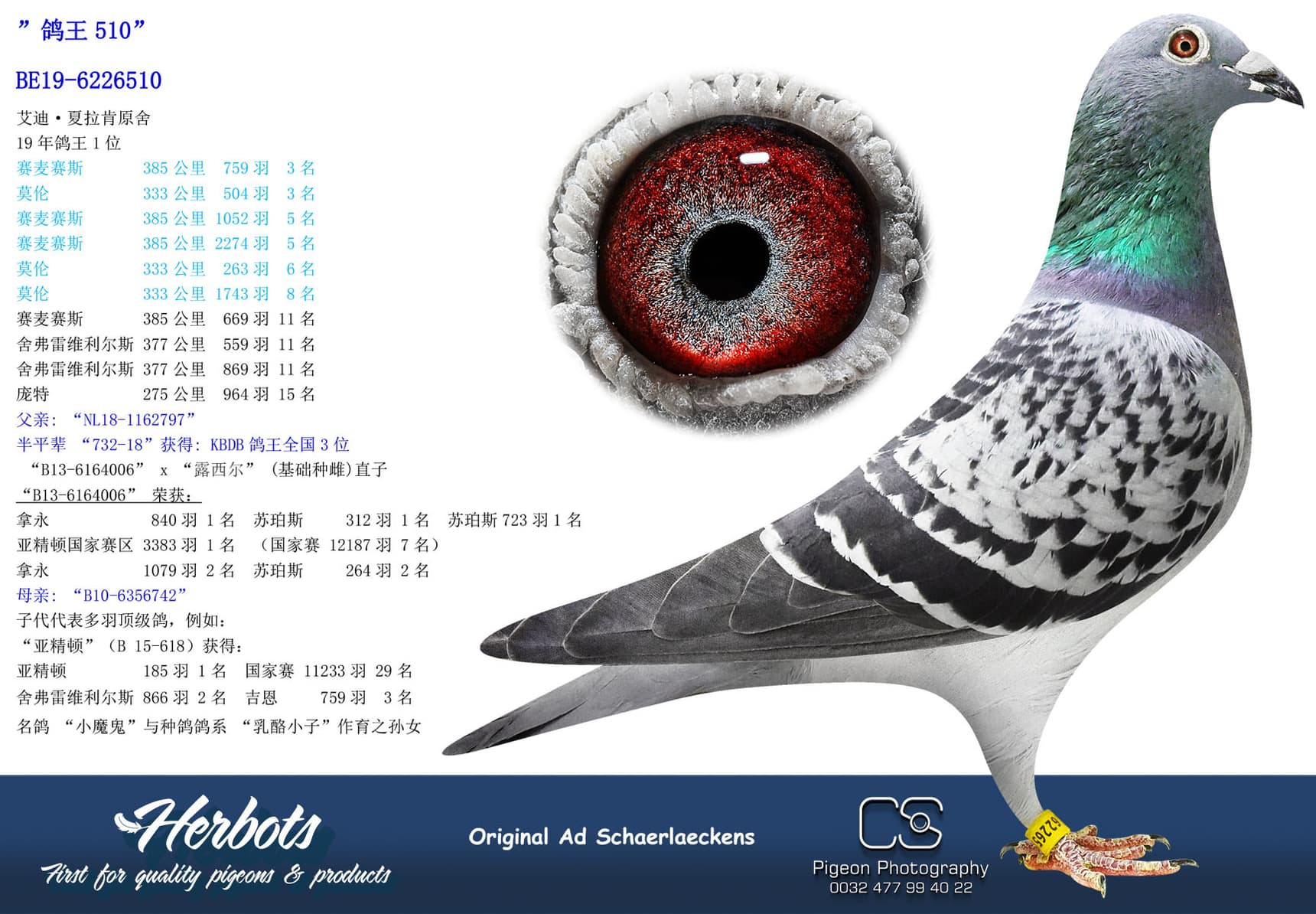 pigeon: ”鸽王510”