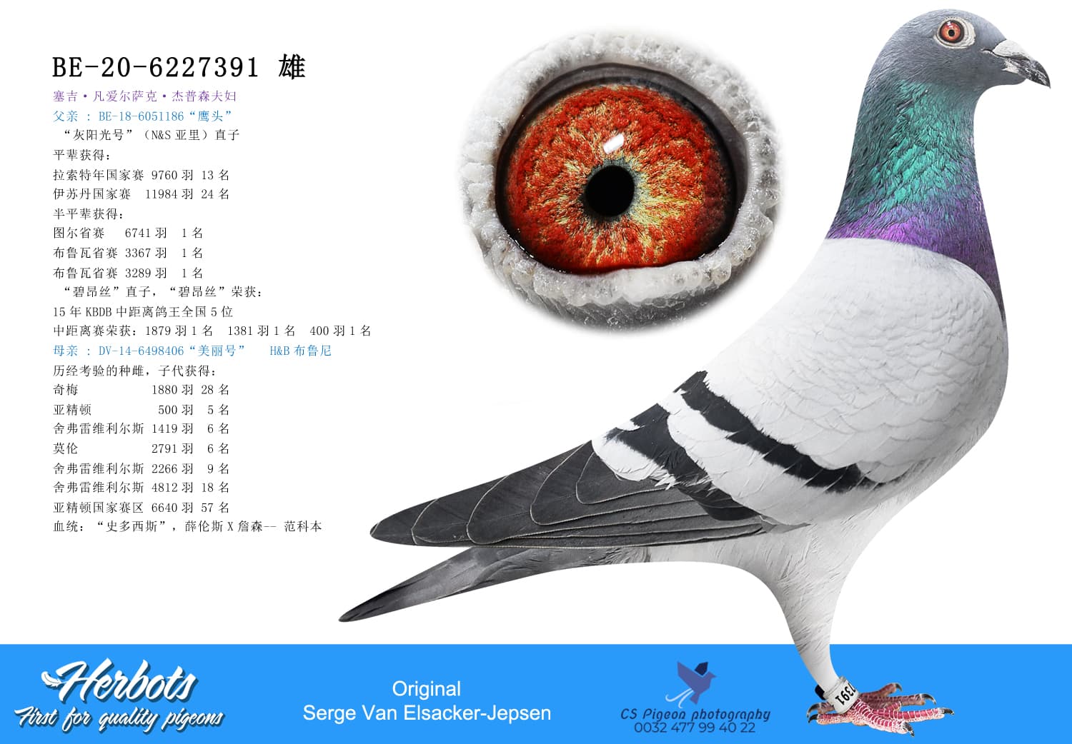 pigeon: undefined
