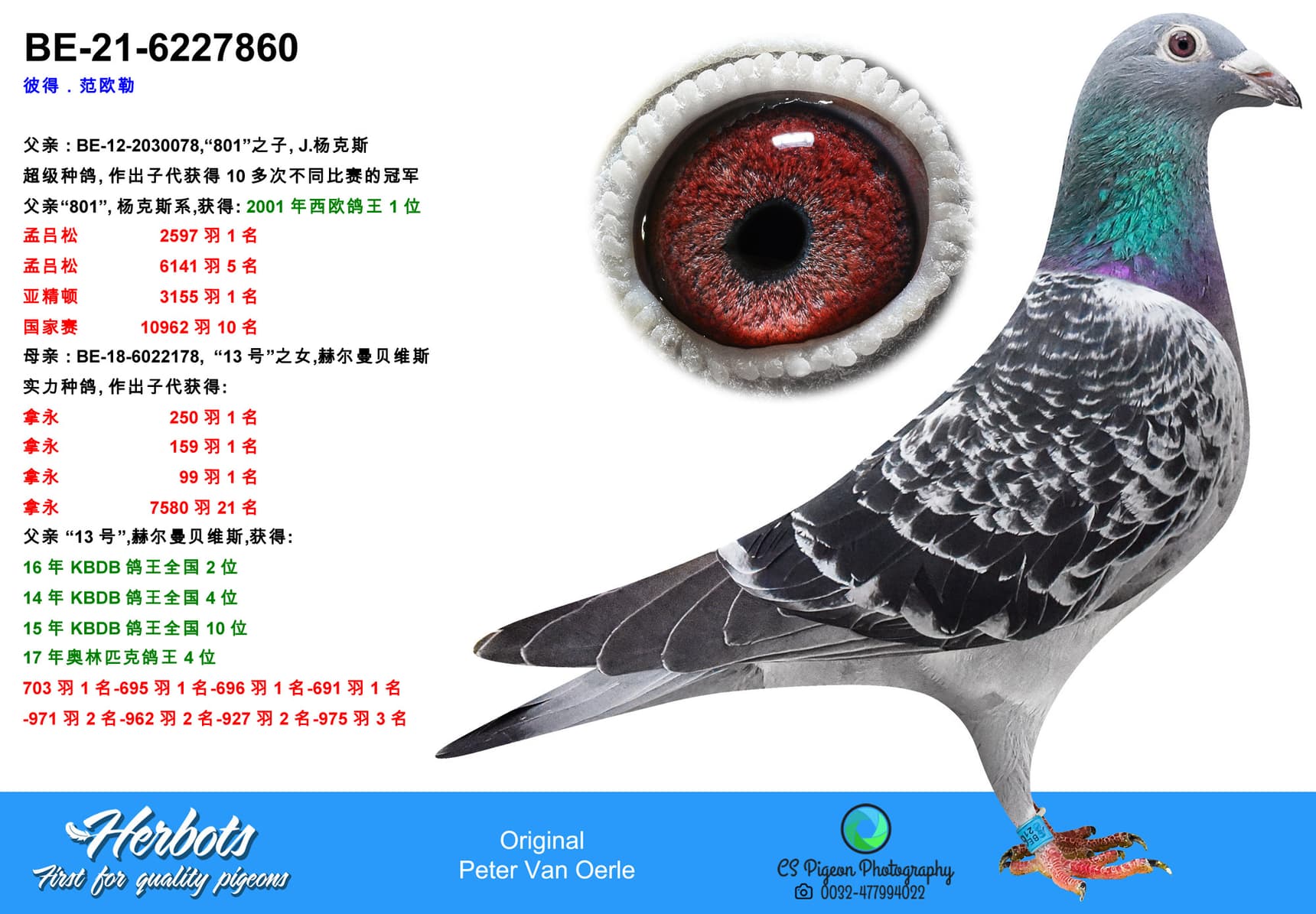 pigeon: undefined